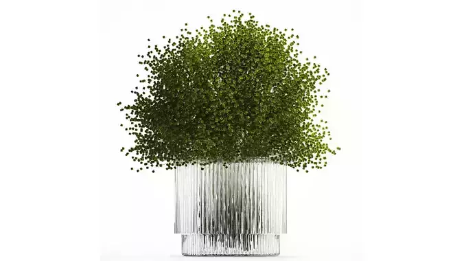 Bouquet Of Green Flowers Glass Vase Gypsophila 497
