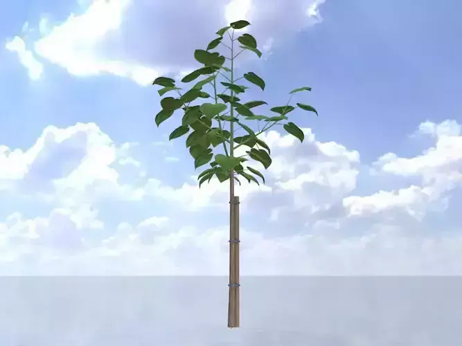 Empress tree summer LOD3 5000mm Low-poly 3D model
