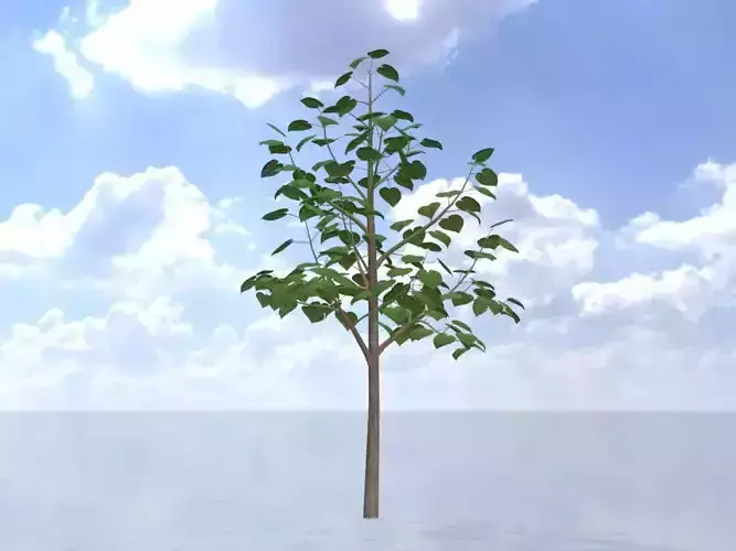 Empress tree summer LOD3 8000mm Low-poly 3D model