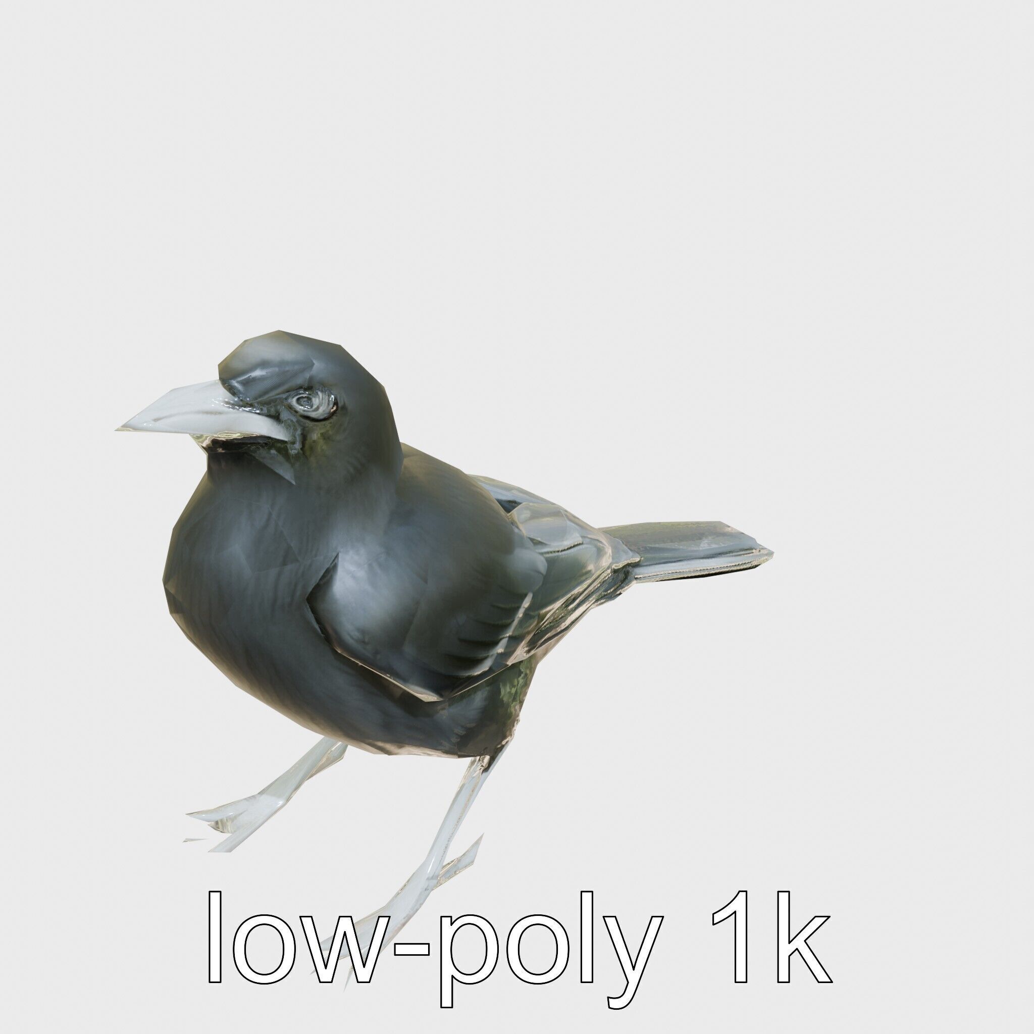 Australian Little Crow Realistic 3D Model Low-poly 3D model_16