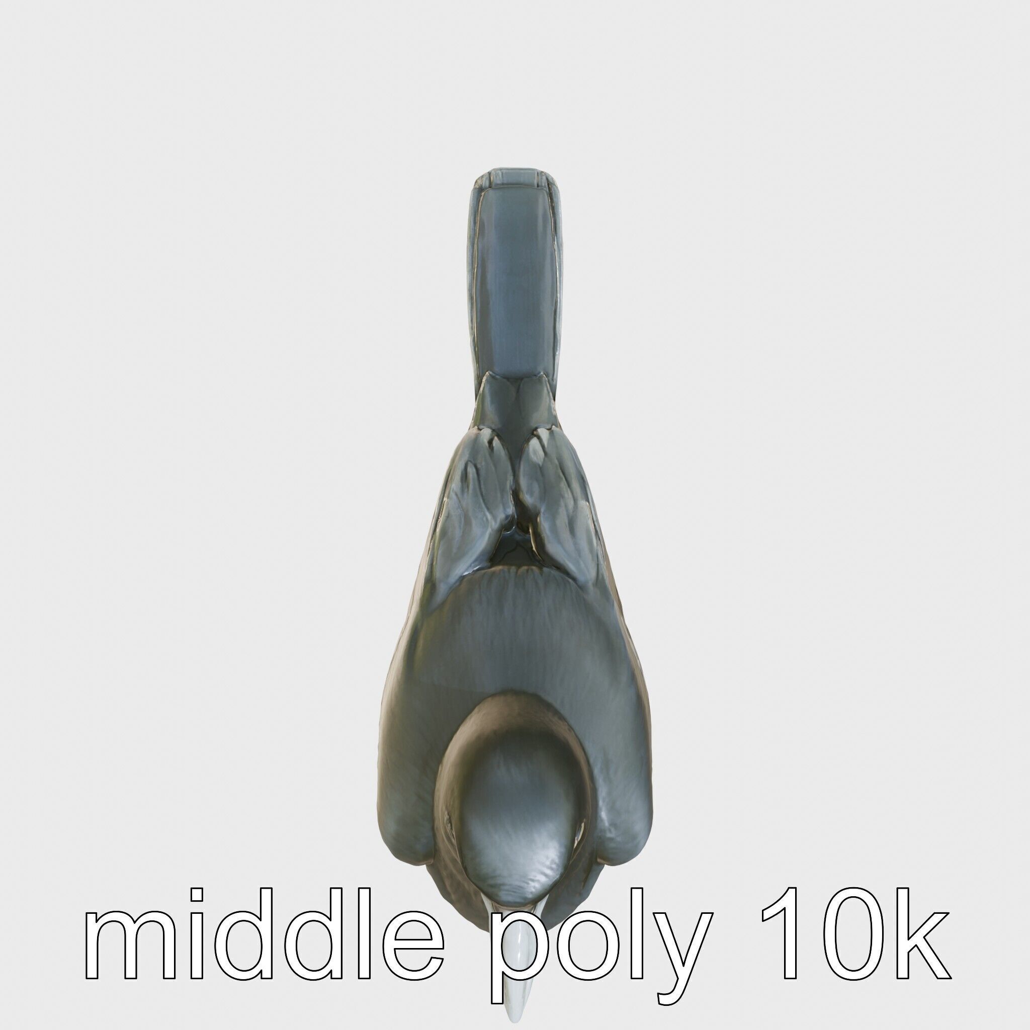 Australian Little Crow Realistic 3D Model Low-poly 3D model_11