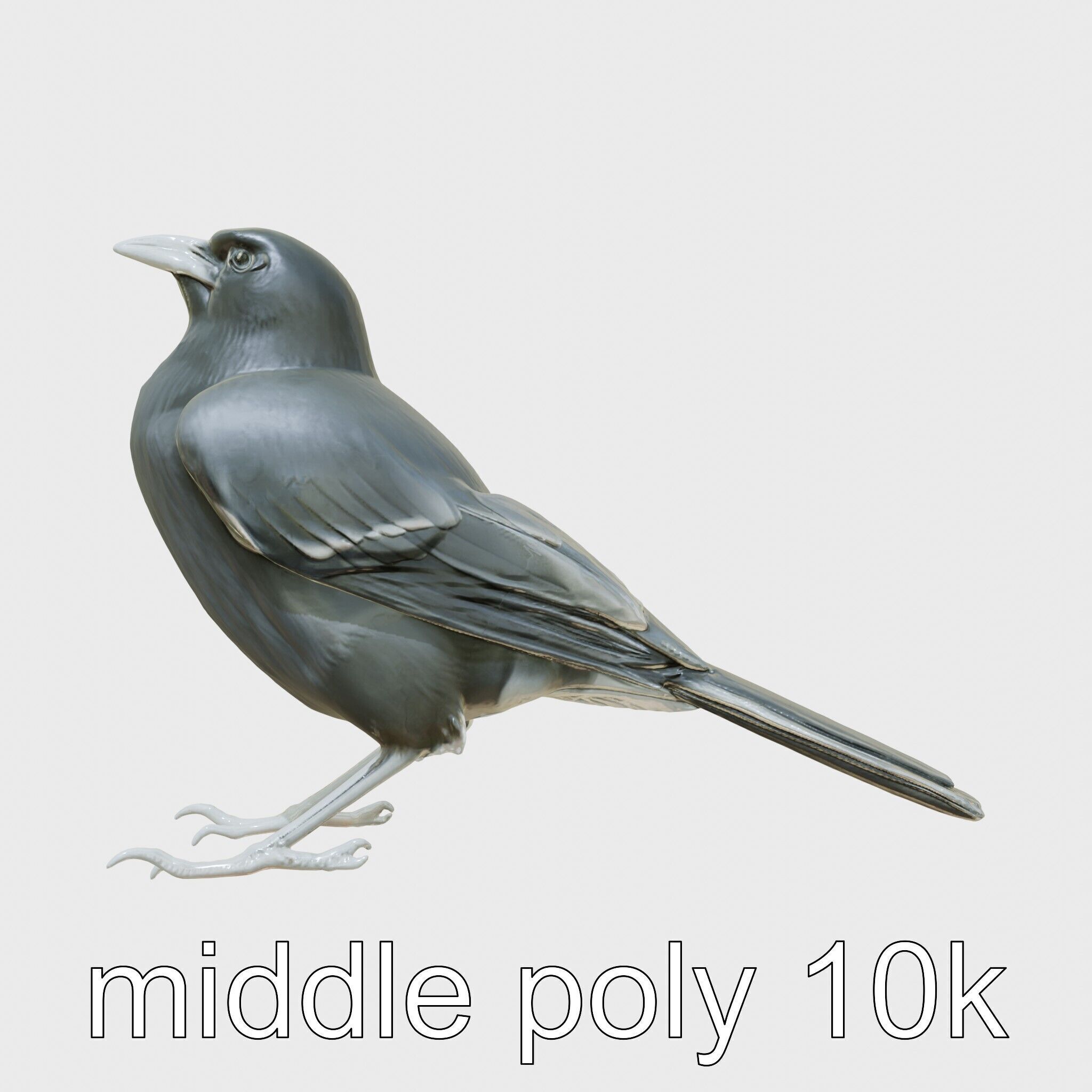 Australian Little Crow Realistic 3D Model Low-poly 3D model_18