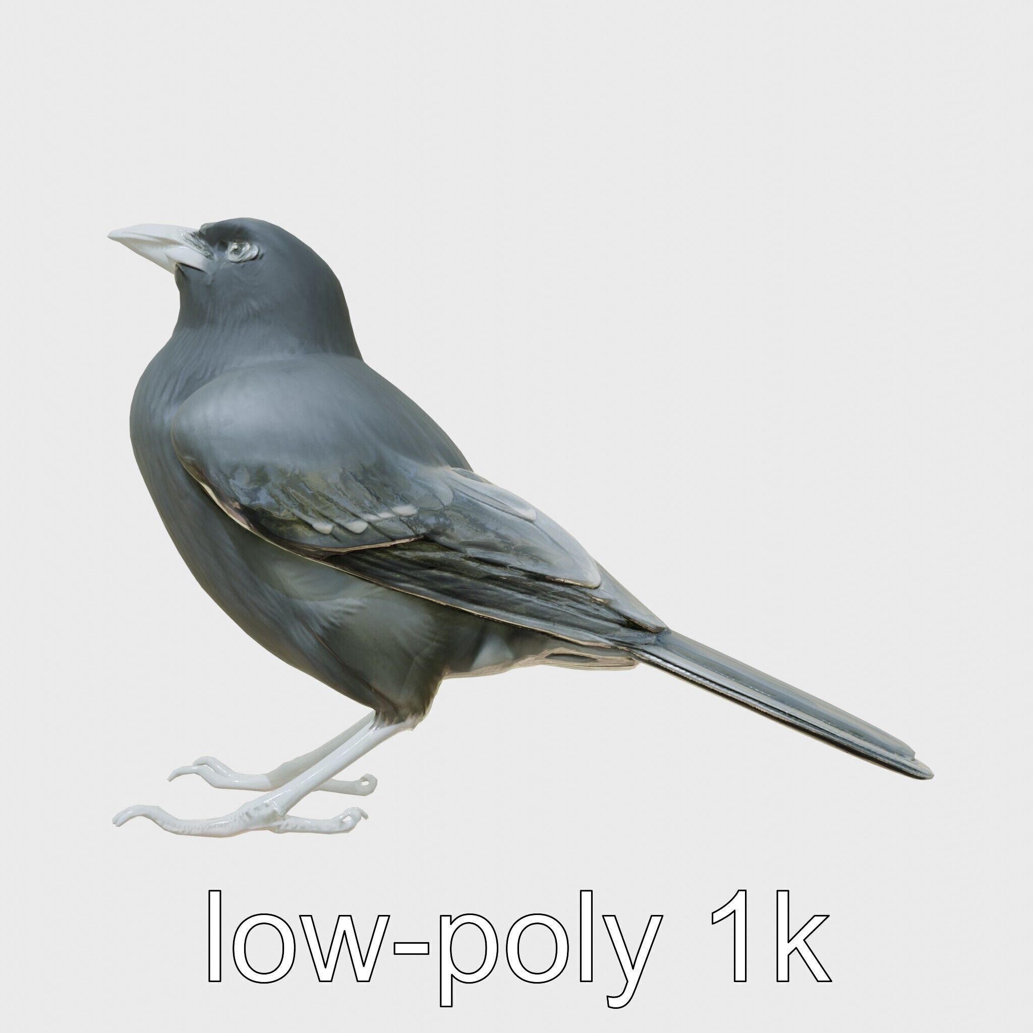Australian Little Crow Realistic 3D Model Low-poly 3D model_19