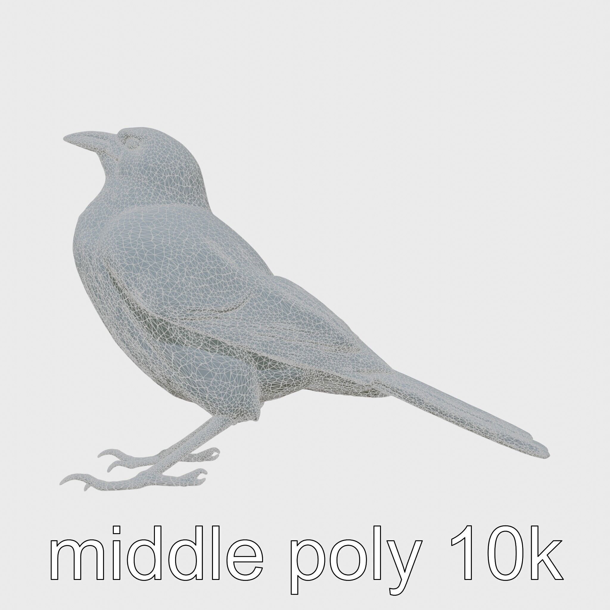 Australian Little Crow Realistic 3D Model Low-poly 3D model_27