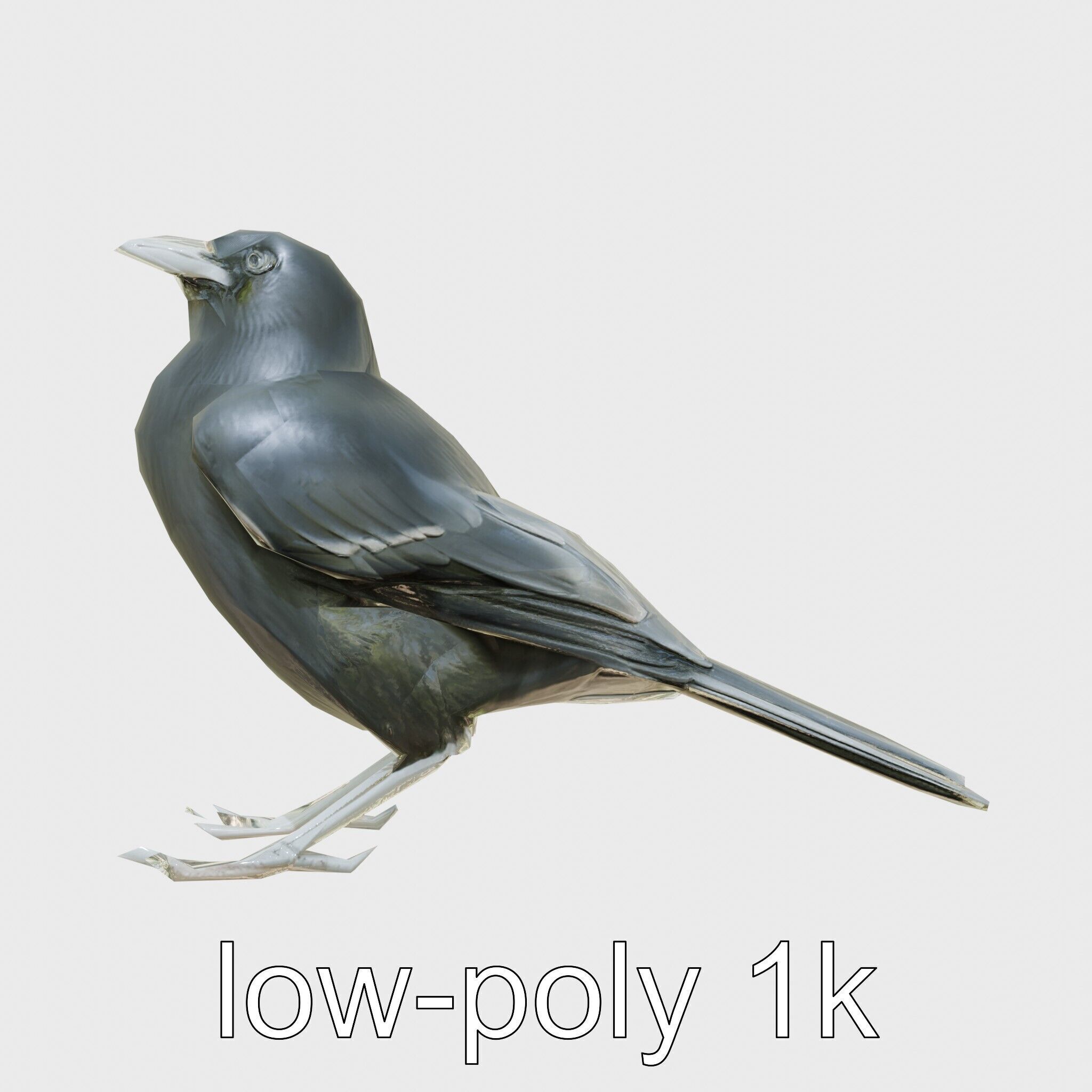 Australian Little Crow Realistic 3D Model Low-poly 3D model_20