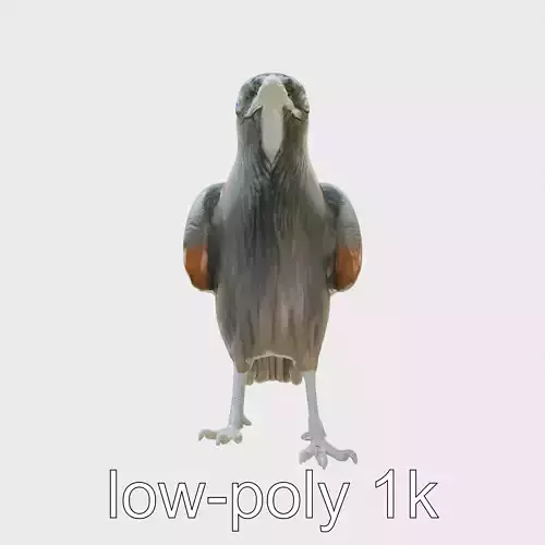 Chihuahuan Raven 3D Model with Desert Adaptation Features Low-poly 3D model