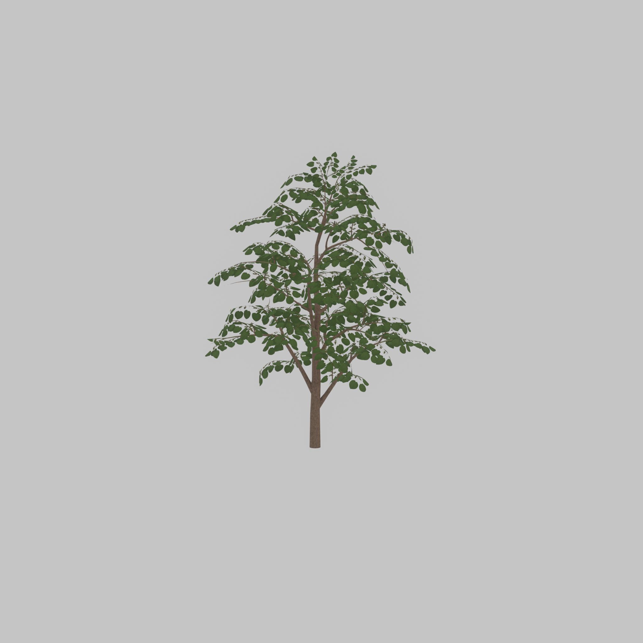 Empress tree summer LOD3 12000mm Low-poly 3D model_36