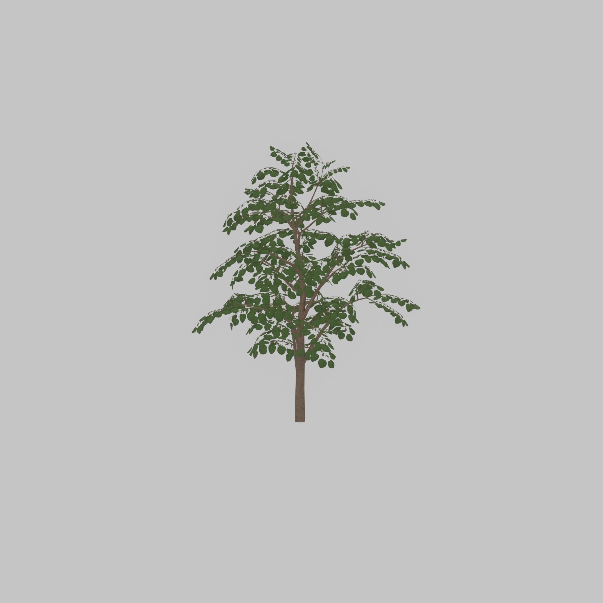 Empress tree summer LOD3 12000mm Low-poly 3D model_27