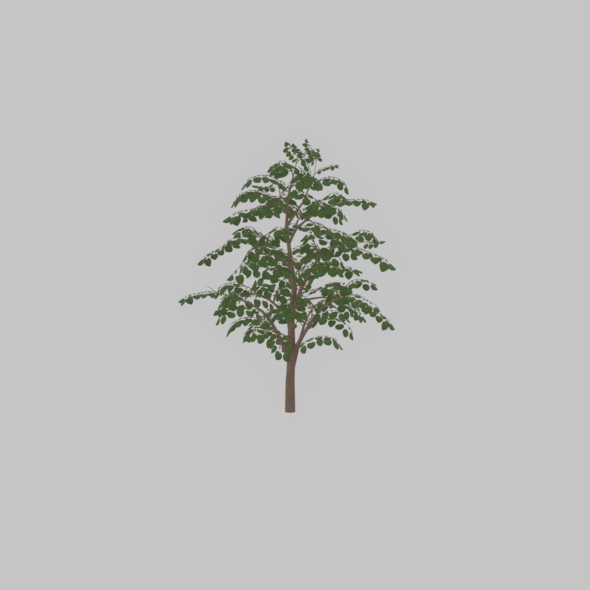 Empress tree summer LOD3 12000mm Low-poly 3D model_30