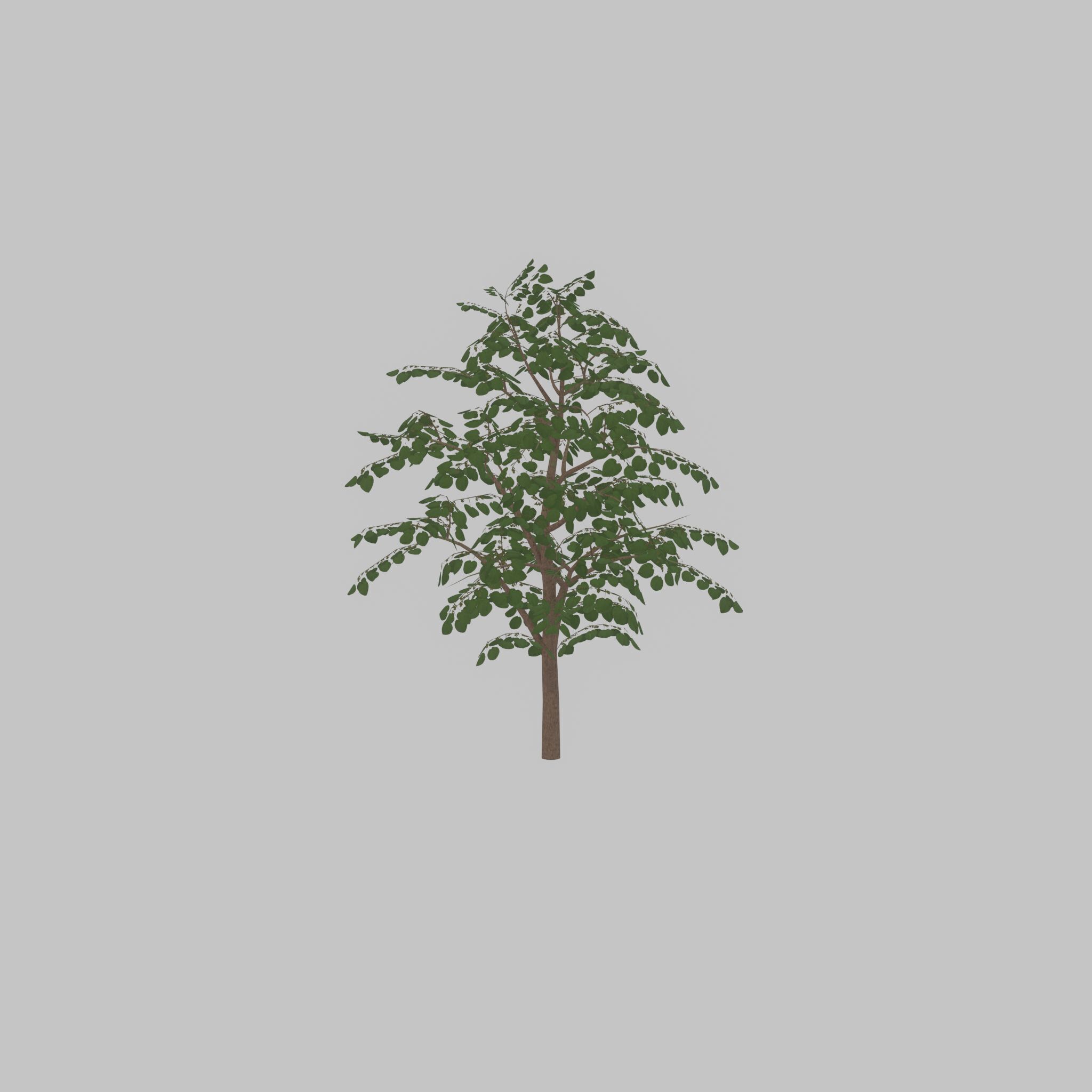 Empress tree summer LOD3 12000mm Low-poly 3D model_21