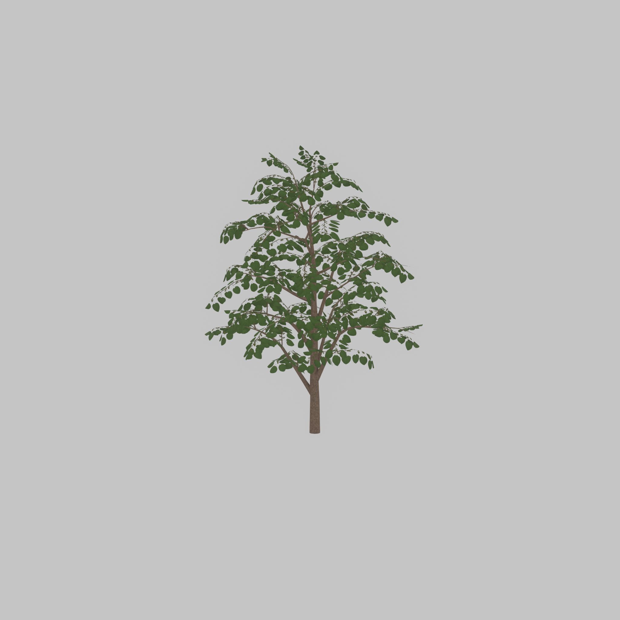Empress tree summer LOD3 12000mm Low-poly 3D model_22