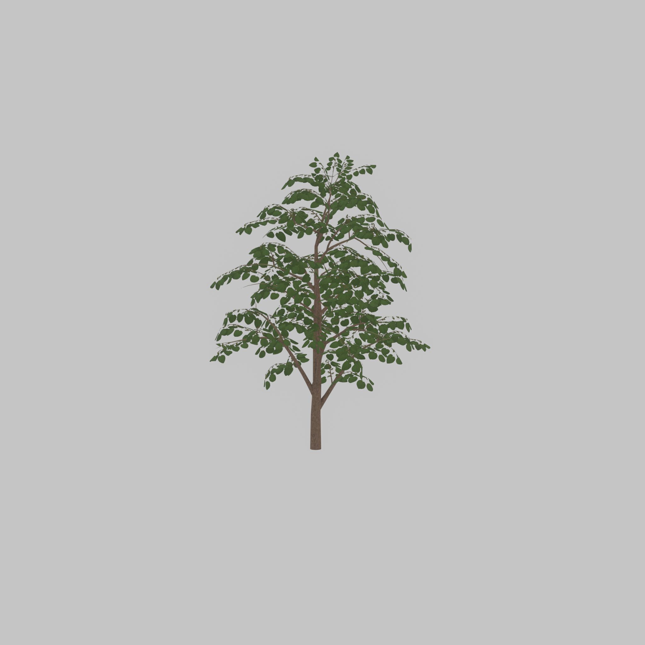 Empress tree summer LOD3 12000mm Low-poly 3D model_35