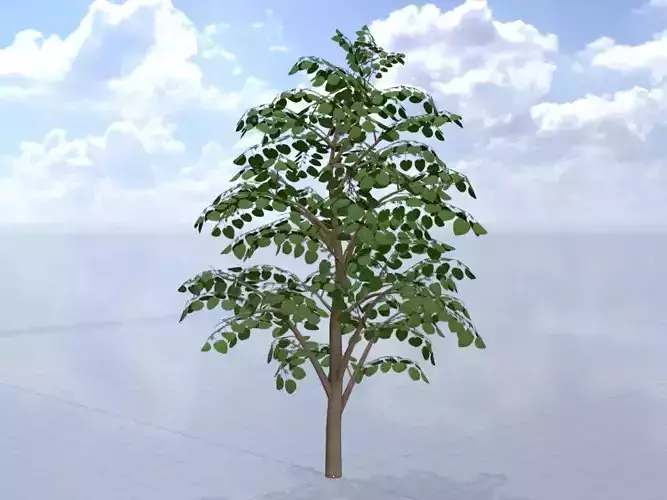 Empress tree summer LOD3 12000mm Low-poly 3D model