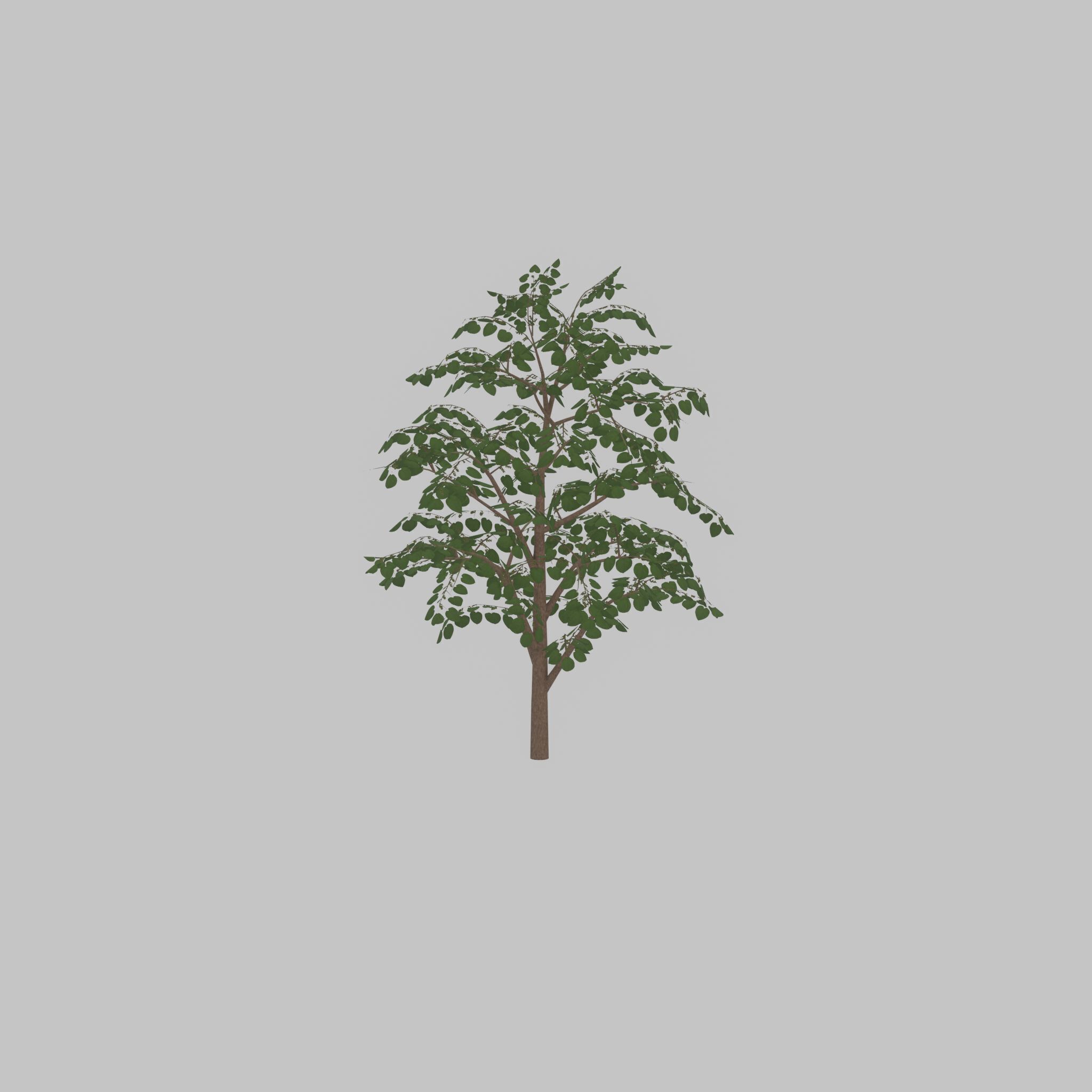 Empress tree summer LOD3 12000mm Low-poly 3D model_39