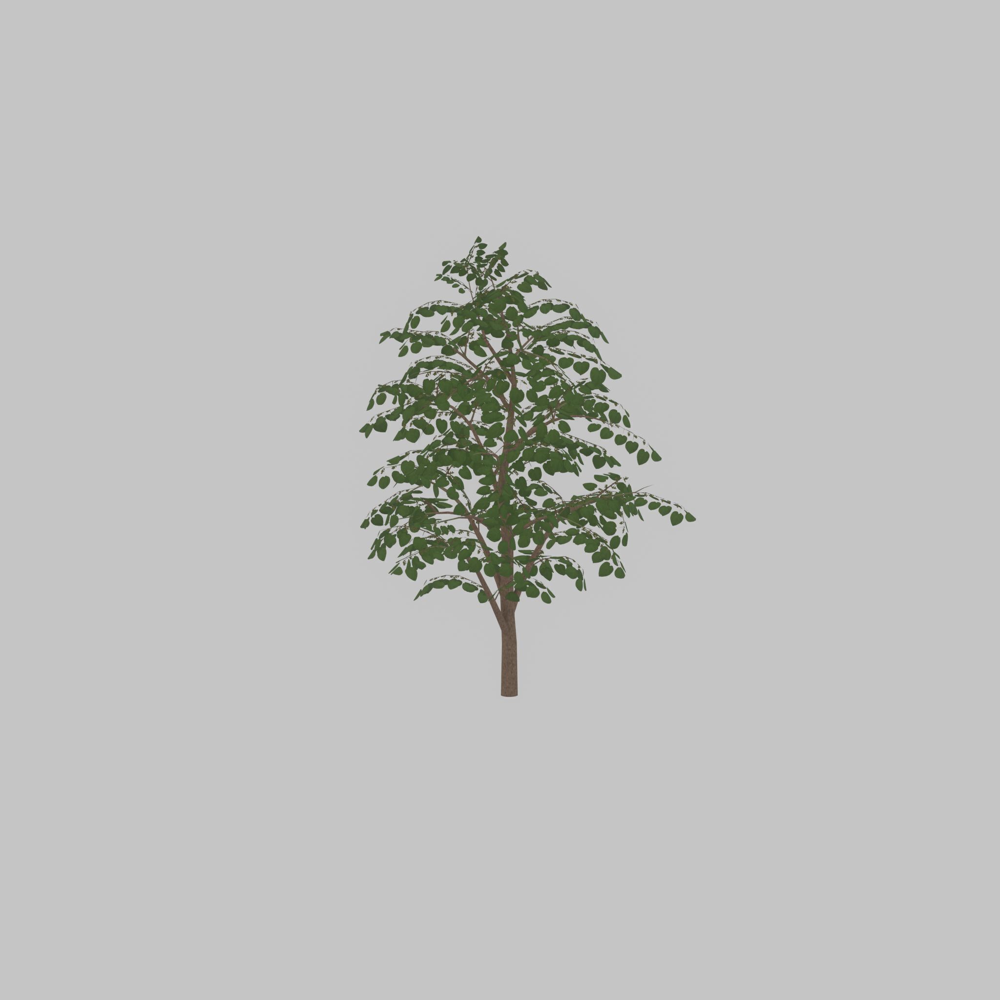 Empress tree summer LOD3 12000mm Low-poly 3D model_45