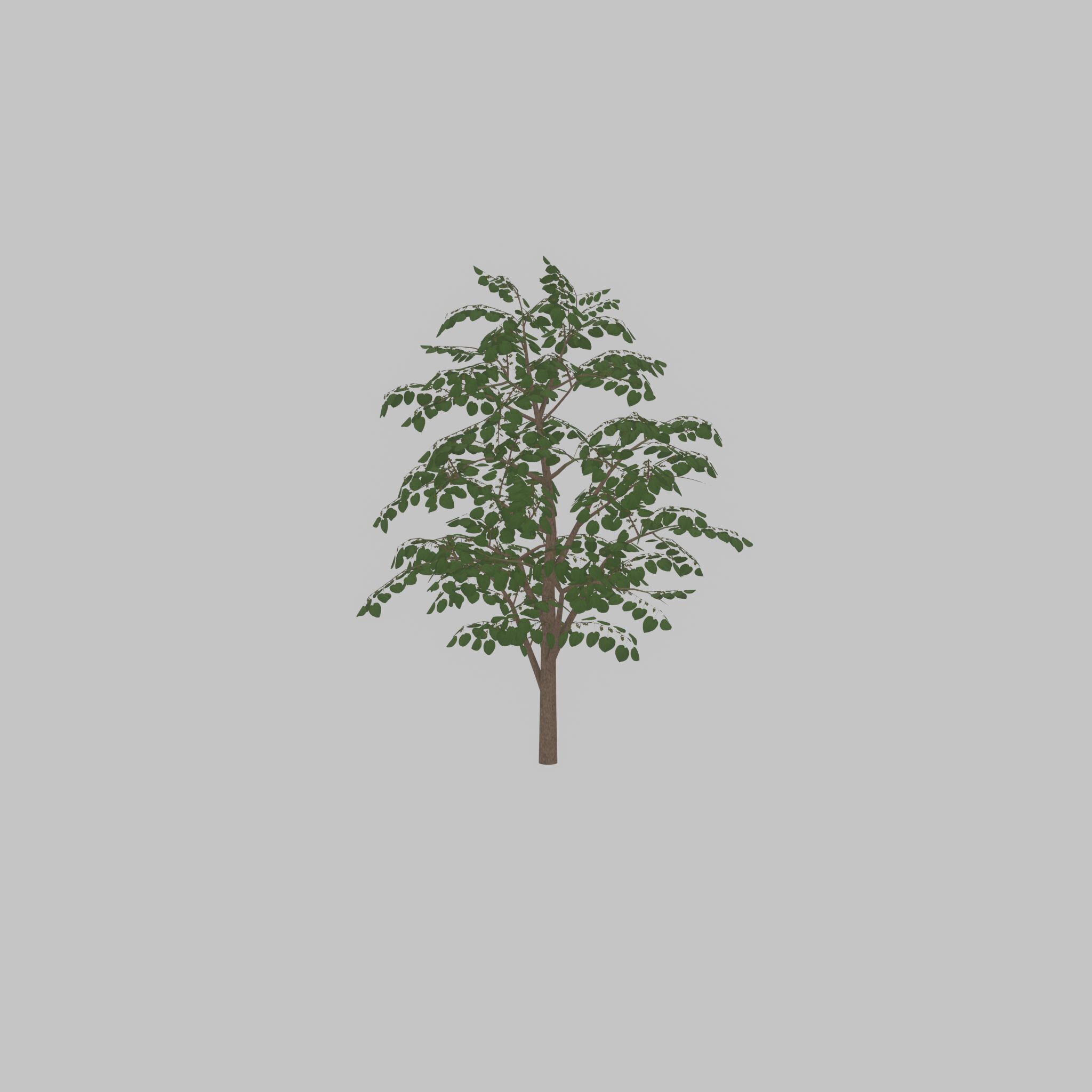 Empress tree summer LOD3 12000mm Low-poly 3D model_25
