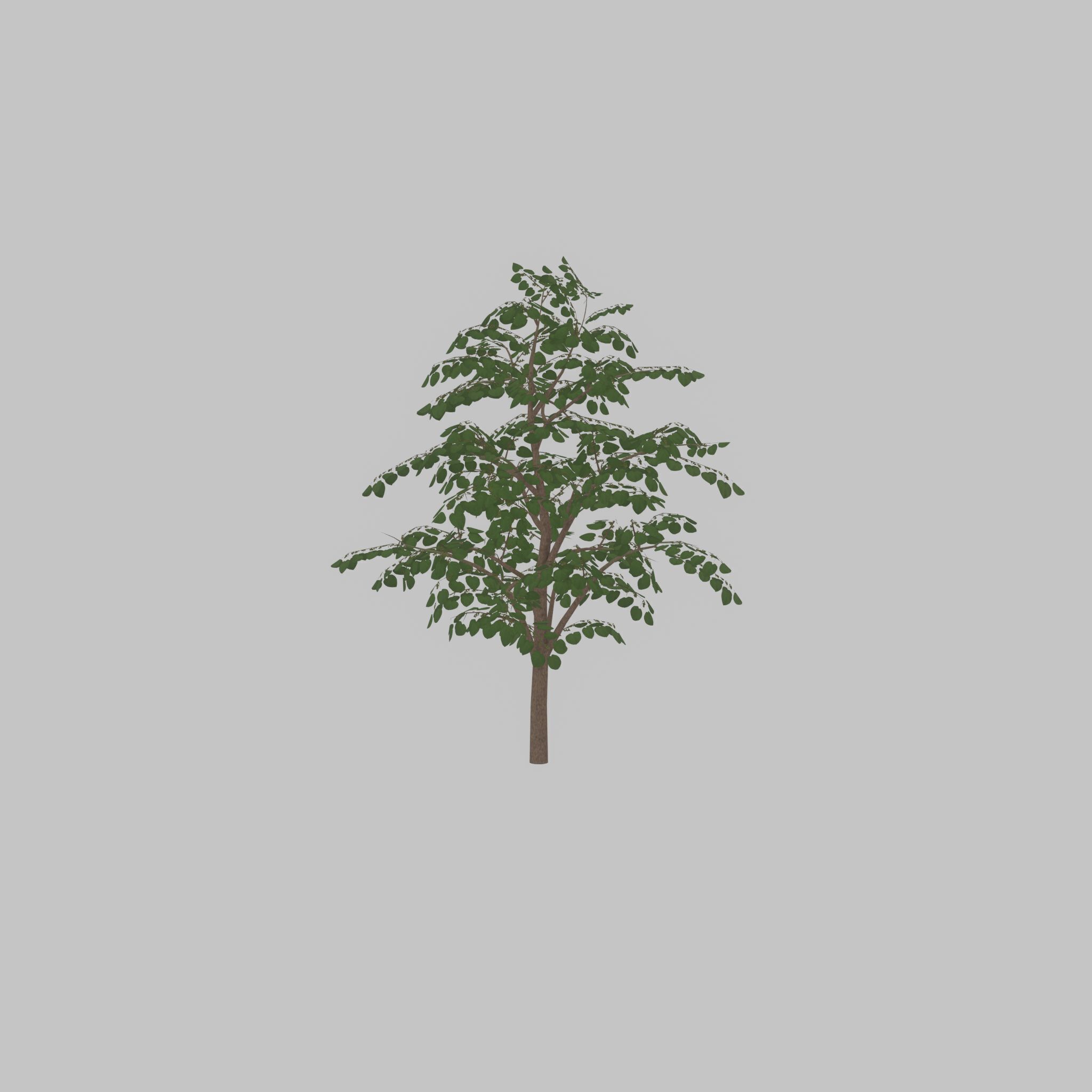 Empress tree summer LOD3 12000mm Low-poly 3D model_29