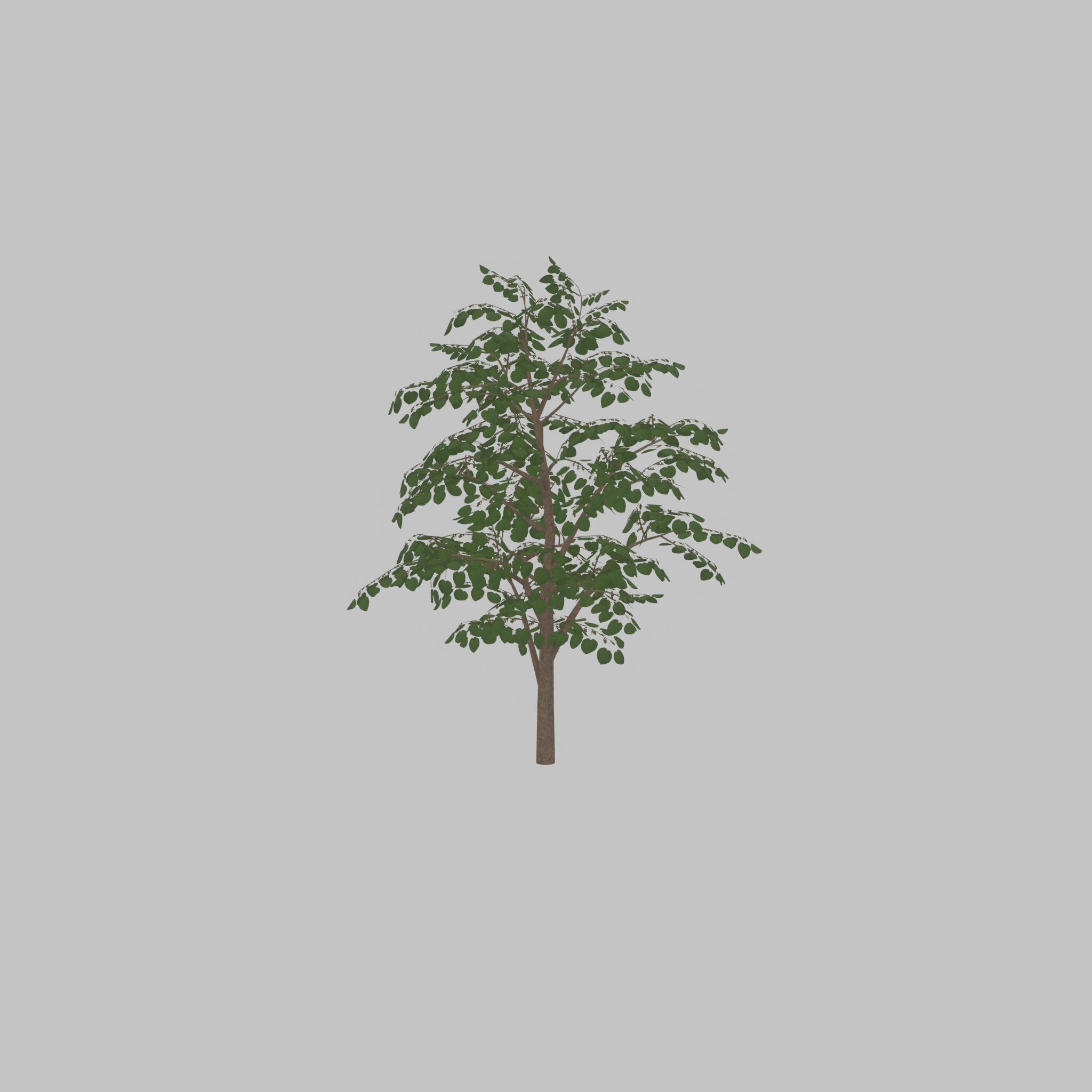 Empress tree summer LOD3 12000mm Low-poly 3D model_26