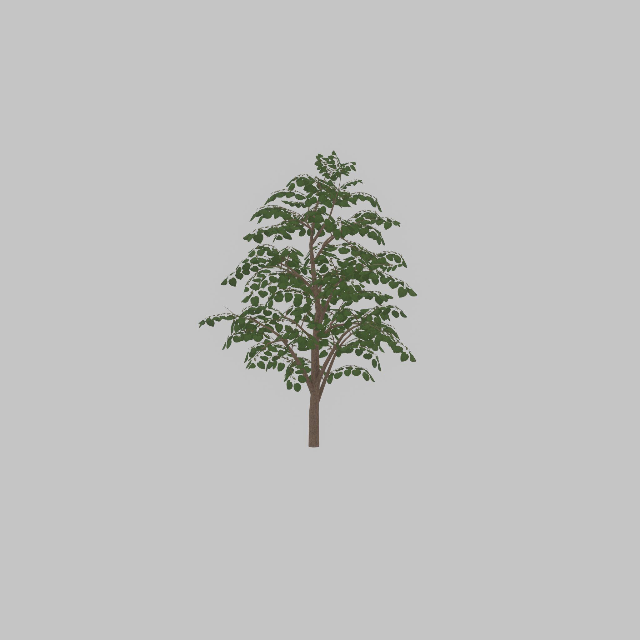 Empress tree summer LOD3 12000mm Low-poly 3D model_31