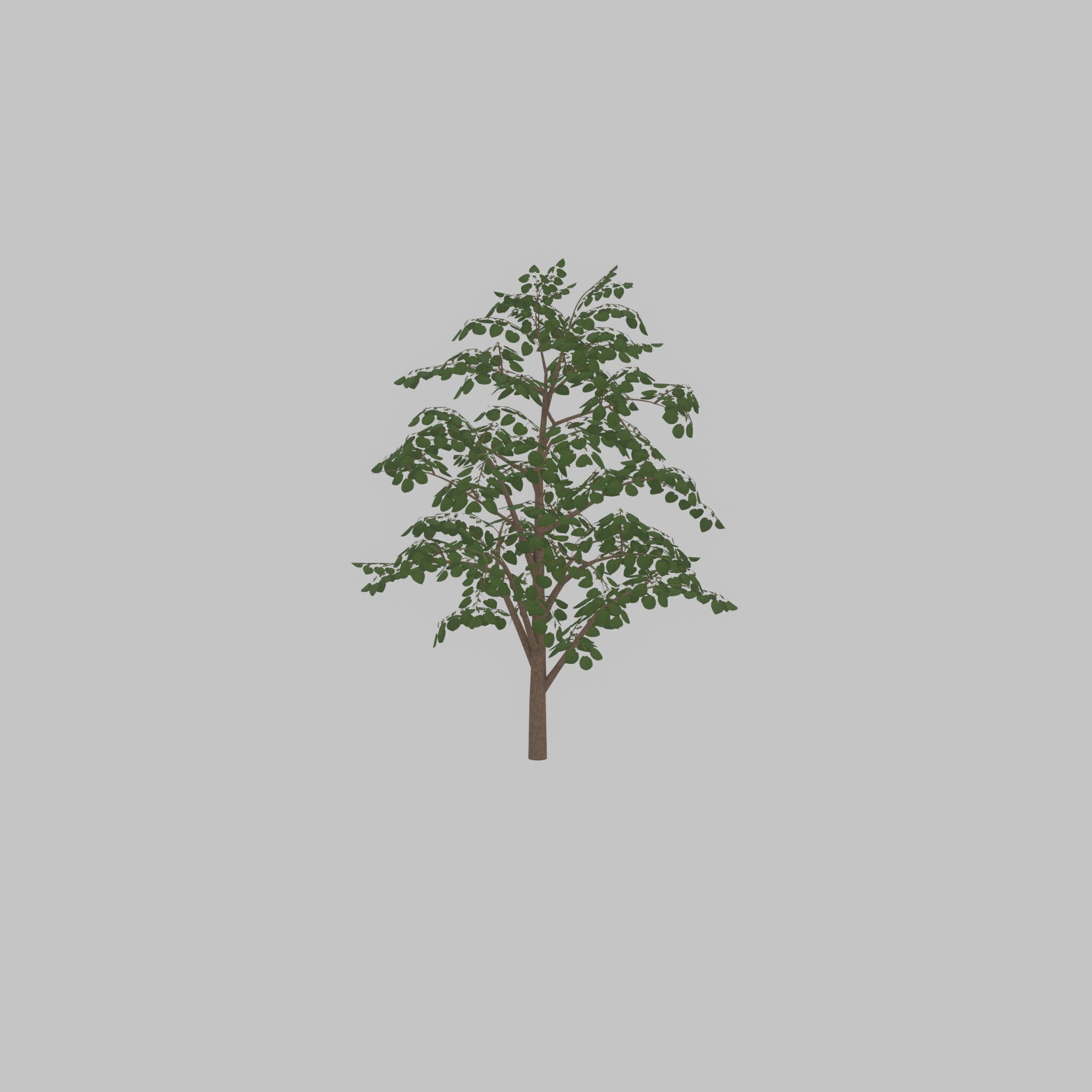 Empress tree summer LOD3 12000mm Low-poly 3D model_38