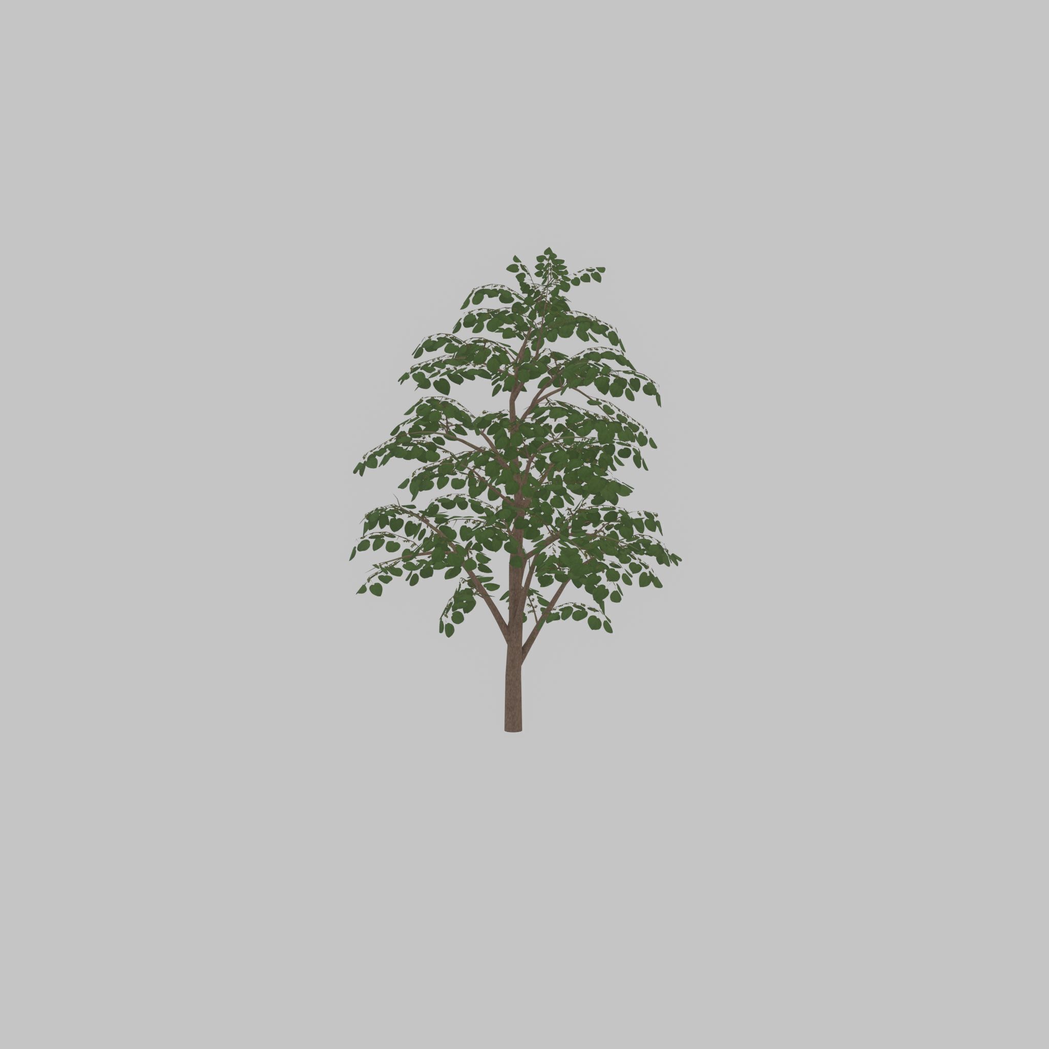 Empress tree summer LOD3 12000mm Low-poly 3D model_34
