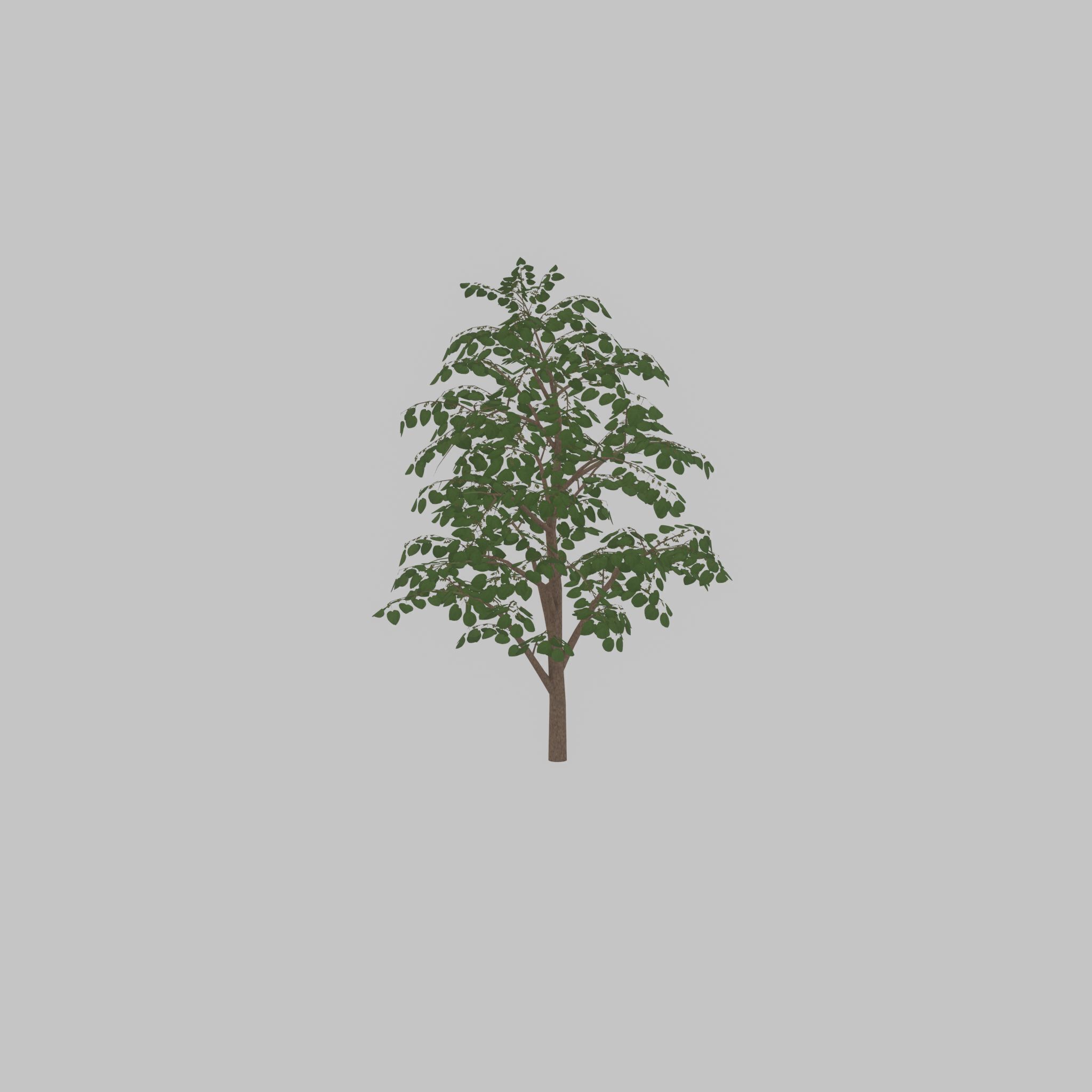 Empress tree summer LOD3 12000mm Low-poly 3D model_47