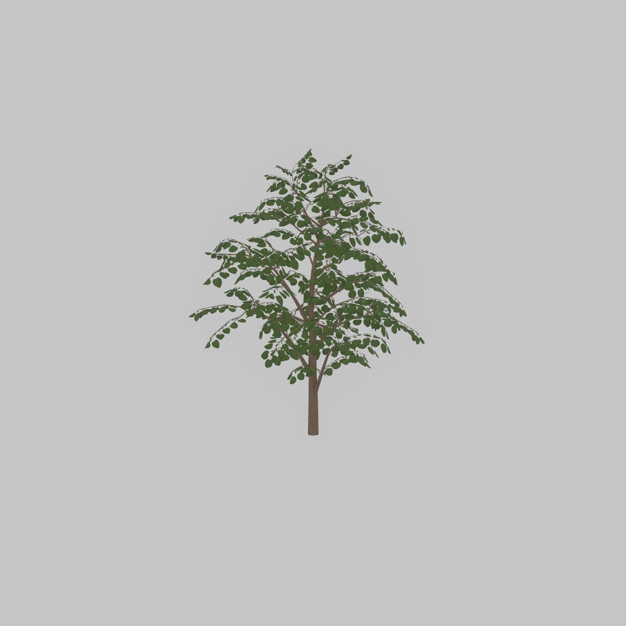 Empress tree summer LOD3 12000mm Low-poly 3D model_42
