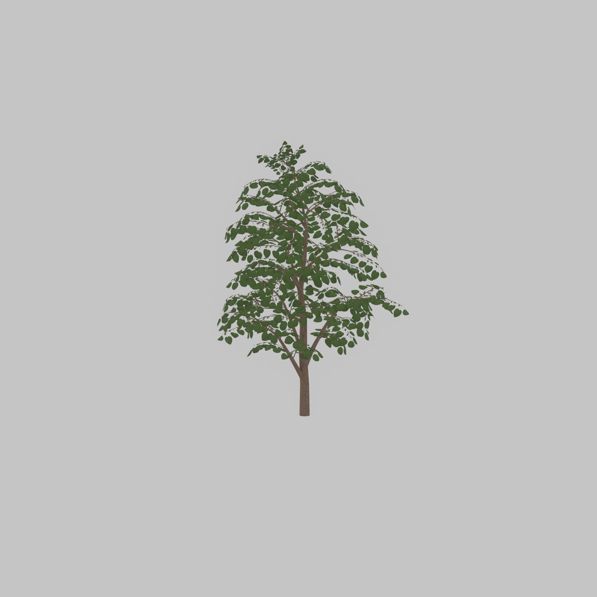 Empress tree summer LOD3 12000mm Low-poly 3D model_46