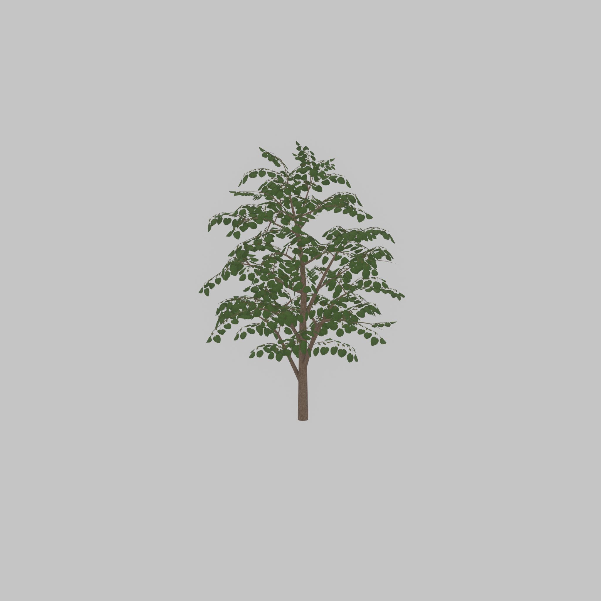 Empress tree summer LOD3 12000mm Low-poly 3D model_24