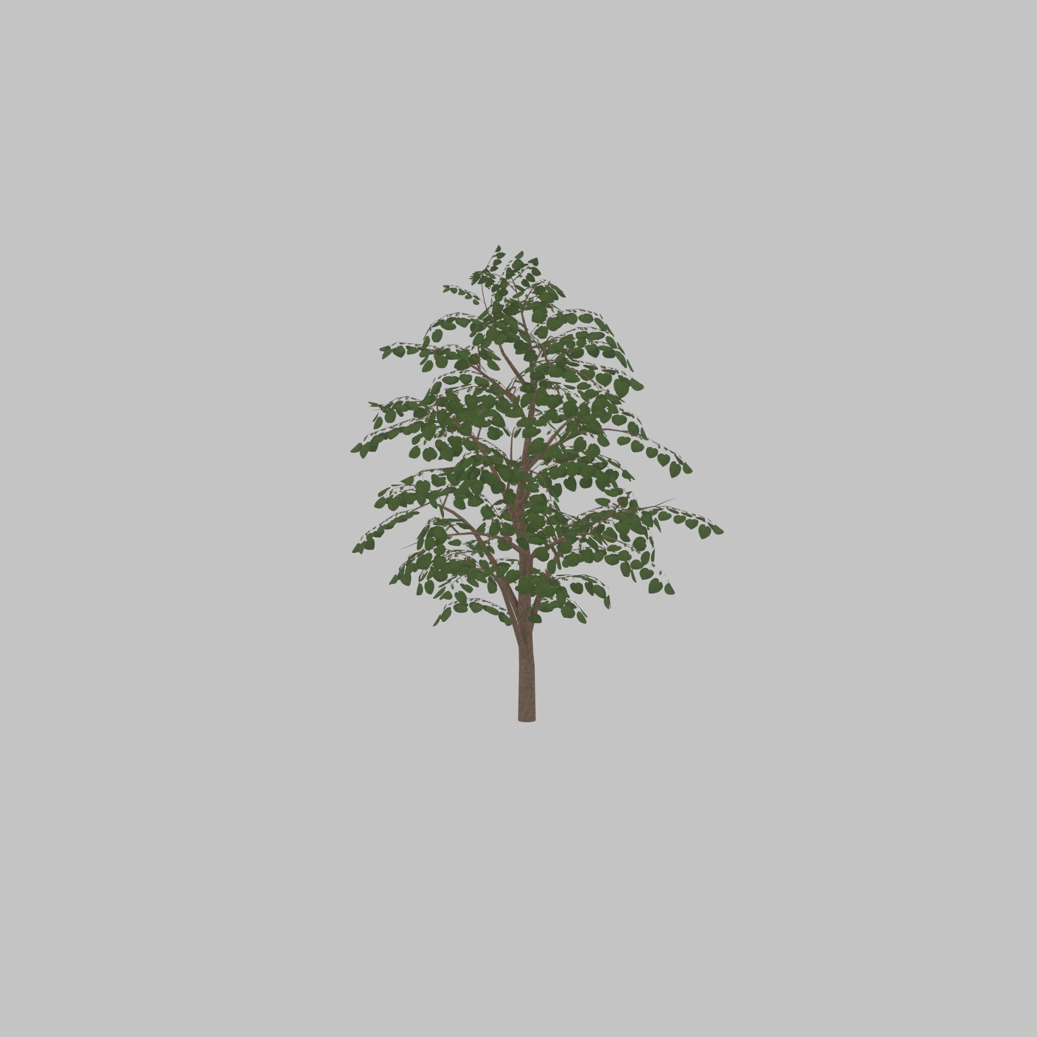 Empress tree summer LOD3 12000mm Low-poly 3D model_43