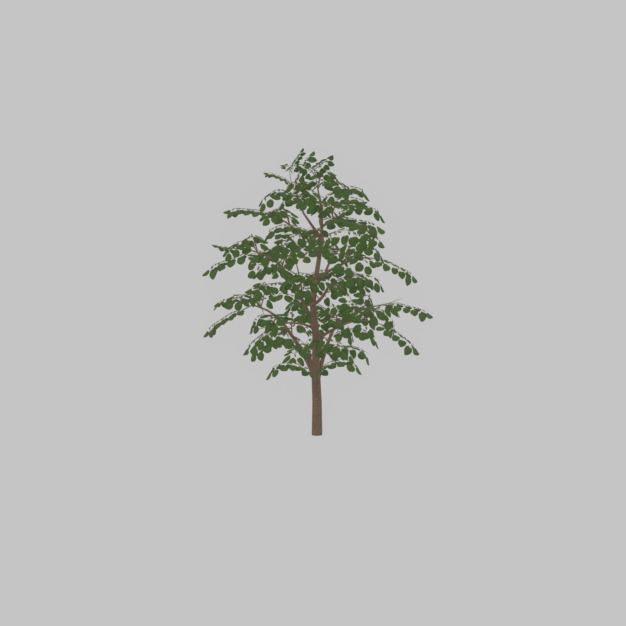 Empress tree summer LOD3 12000mm Low-poly 3D model_32