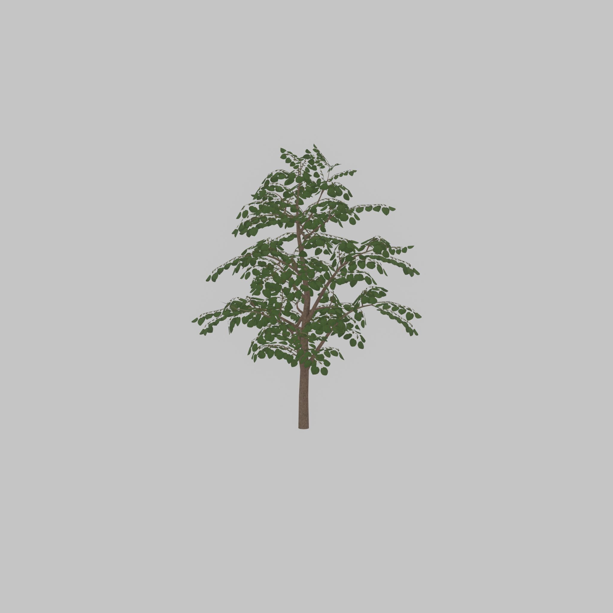 Empress tree summer LOD3 12000mm Low-poly 3D model_28