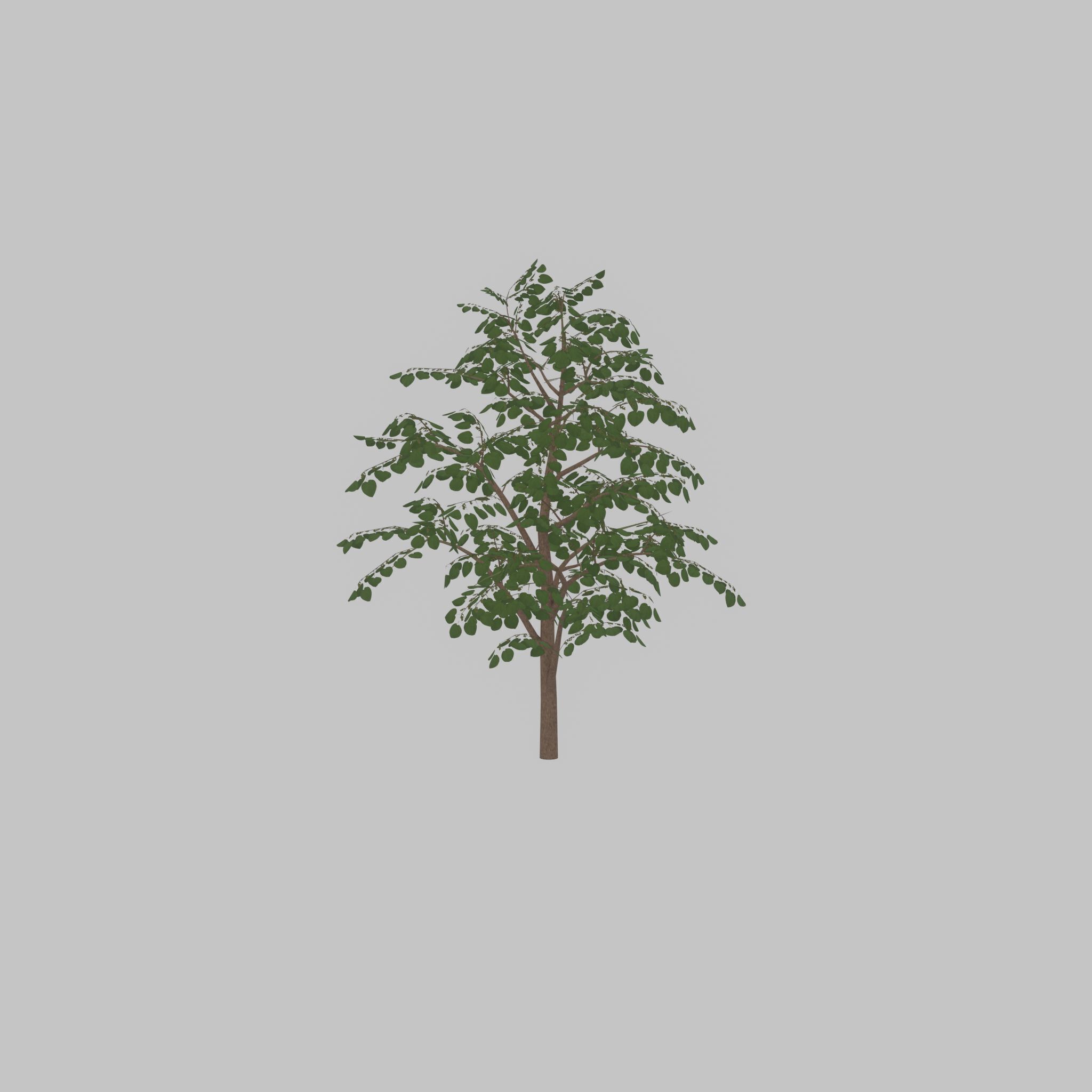 Empress tree summer LOD3 12000mm Low-poly 3D model_44