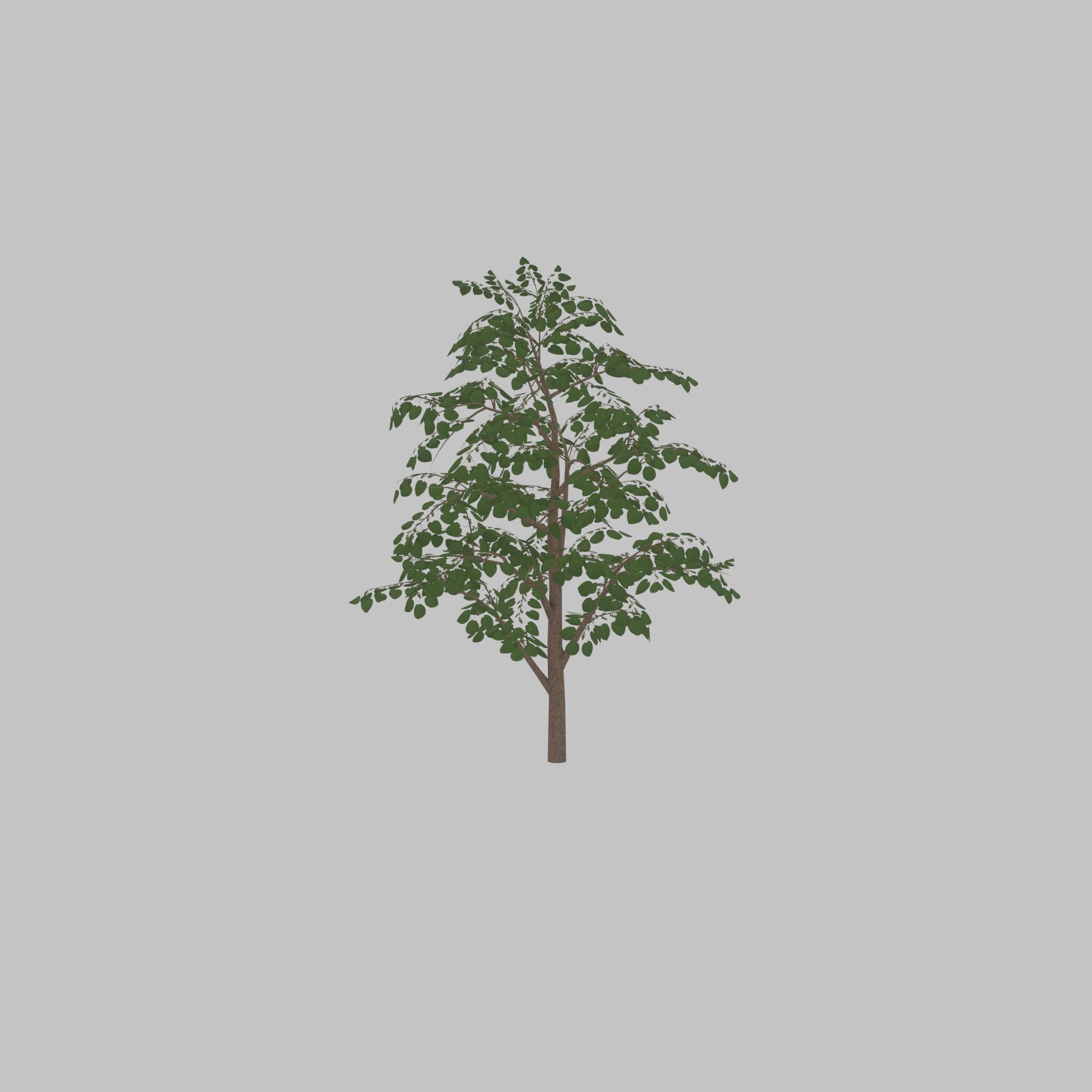 Empress tree summer LOD3 12000mm Low-poly 3D model_49