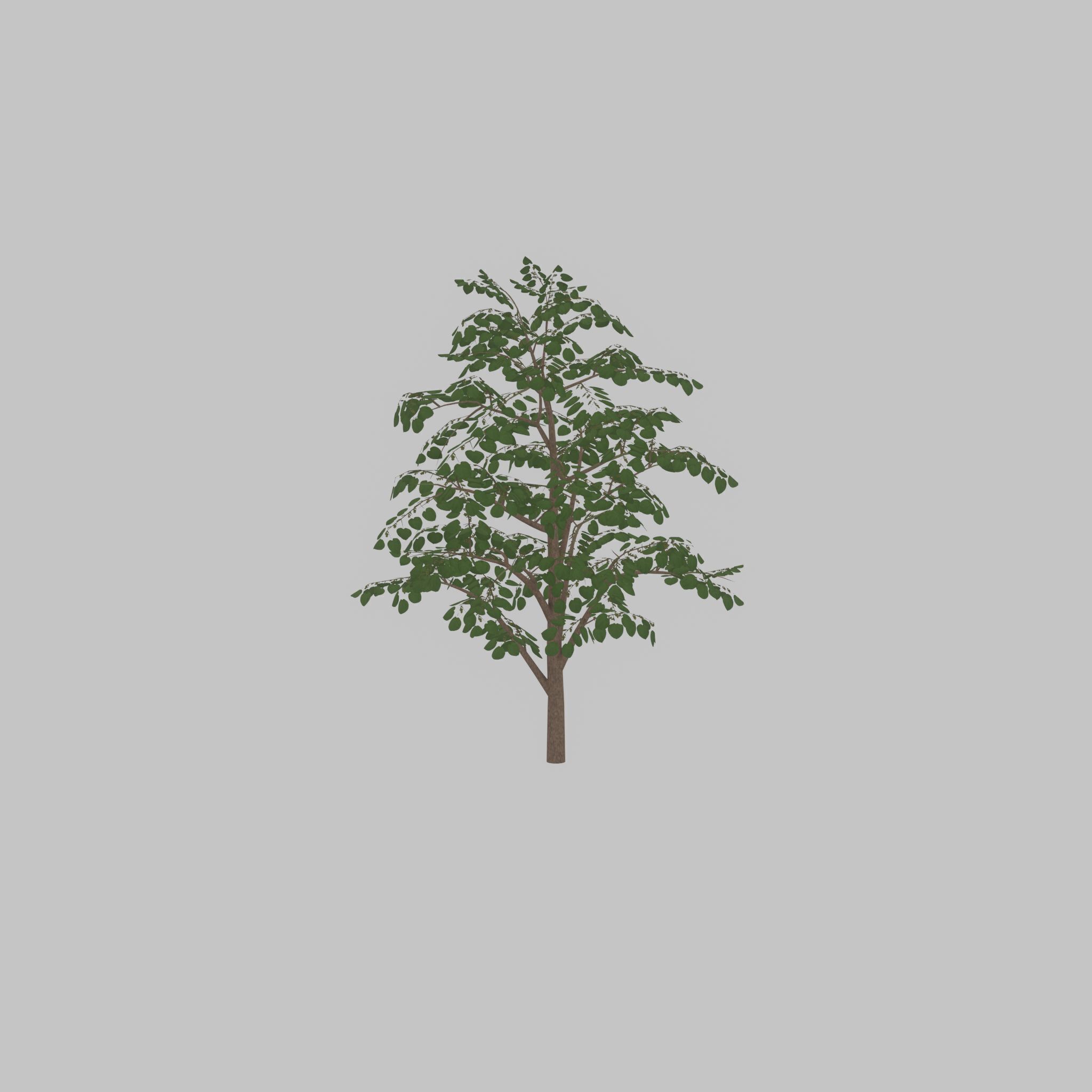 Empress tree summer LOD3 12000mm Low-poly 3D model_50