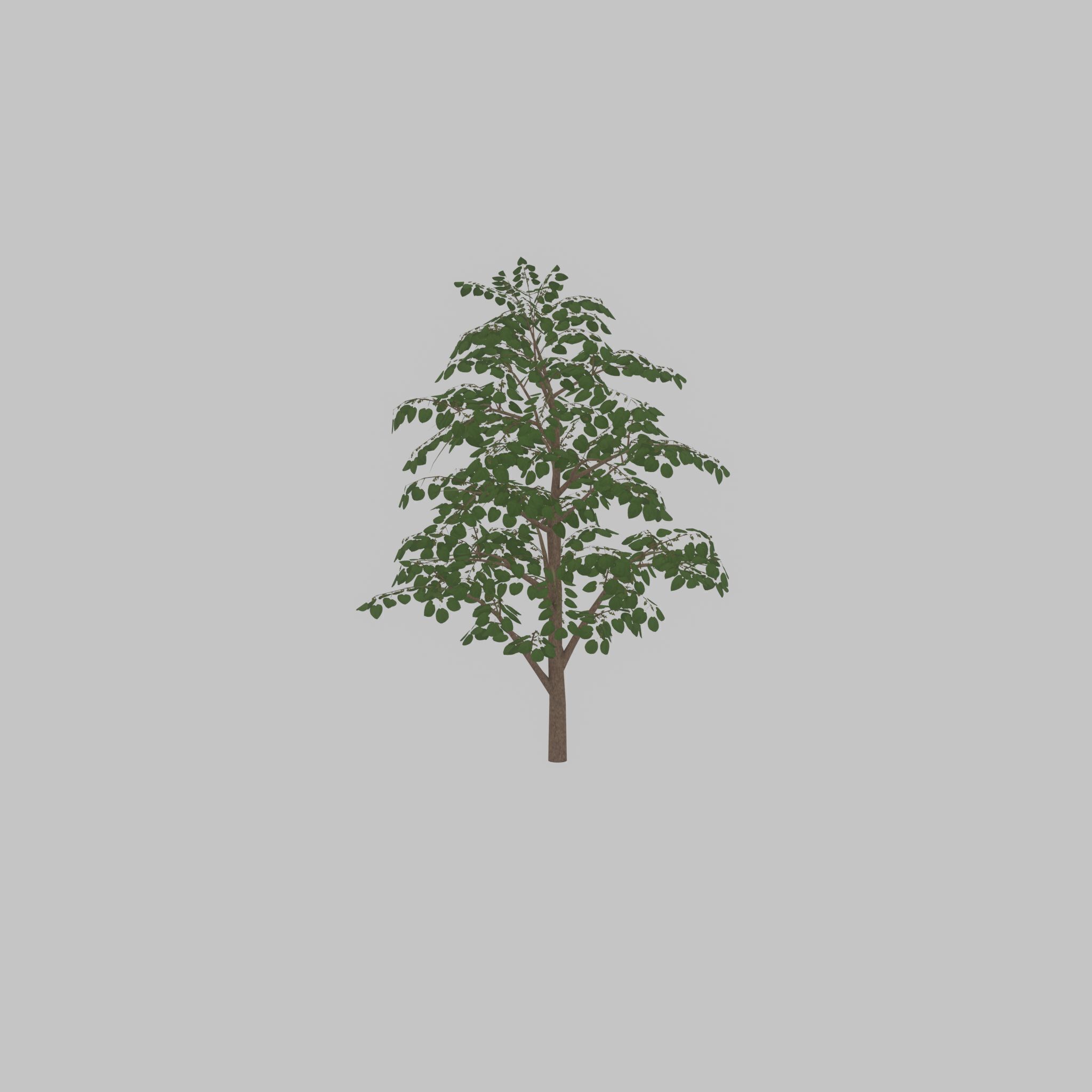 Empress tree summer LOD3 12000mm Low-poly 3D model_48