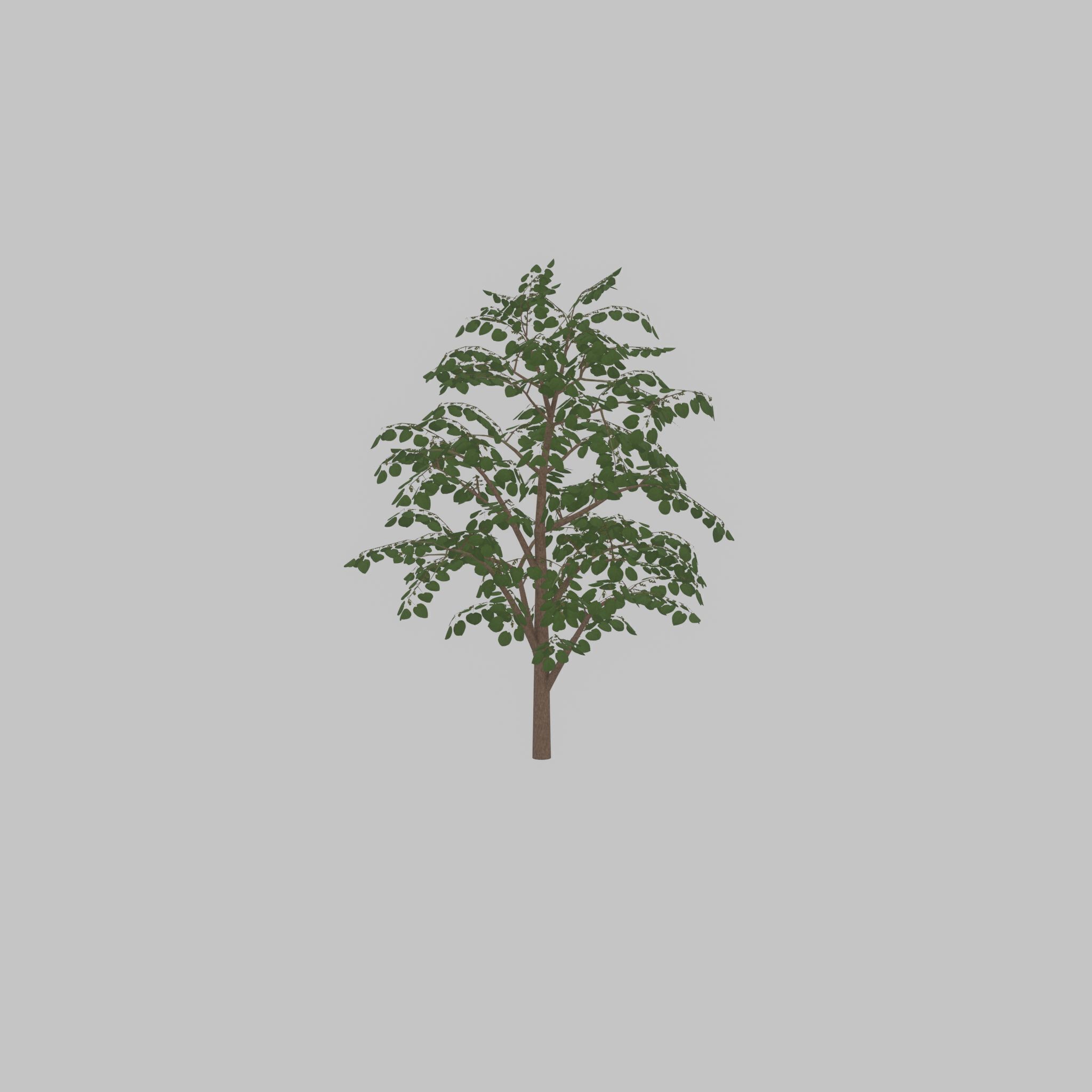 Empress tree summer LOD3 12000mm Low-poly 3D model_40