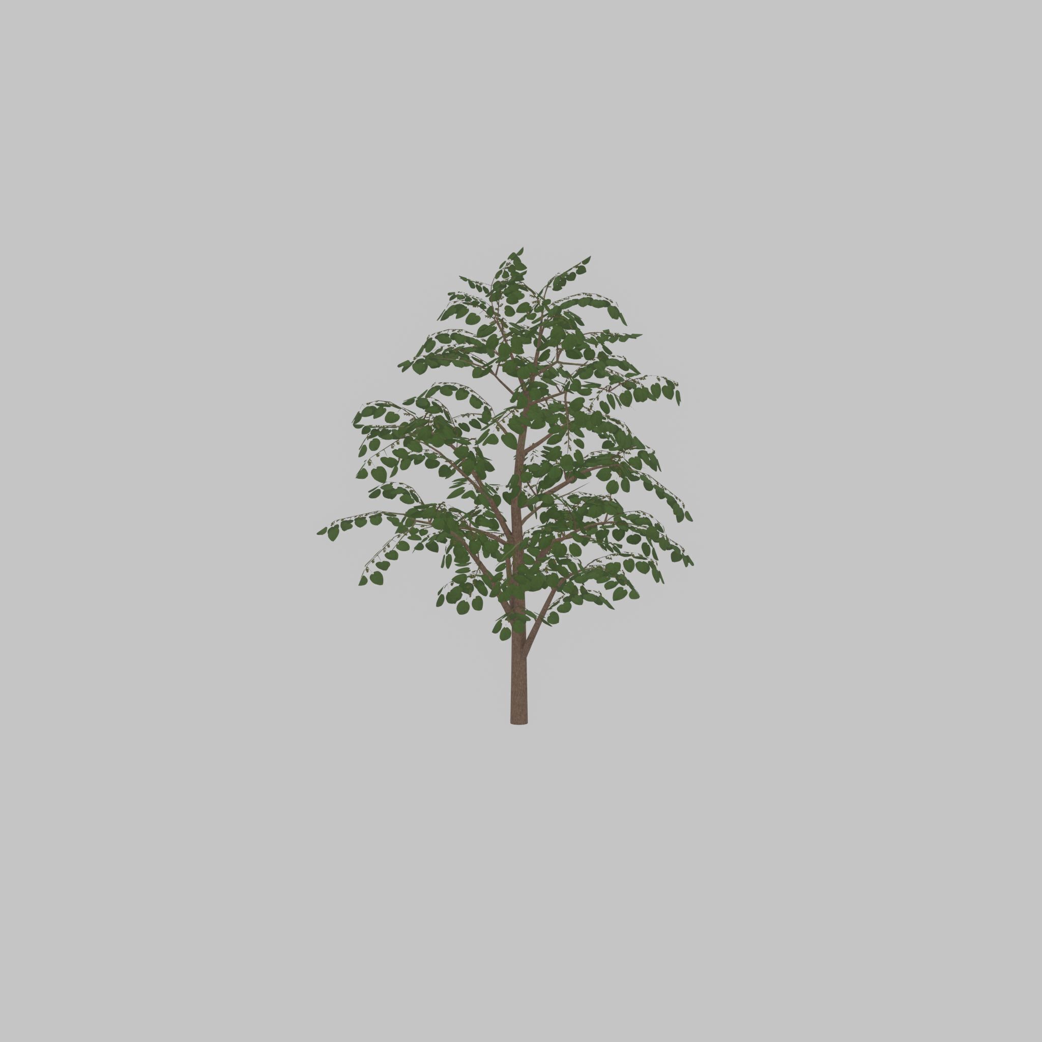 Empress tree summer LOD3 12000mm Low-poly 3D model_41