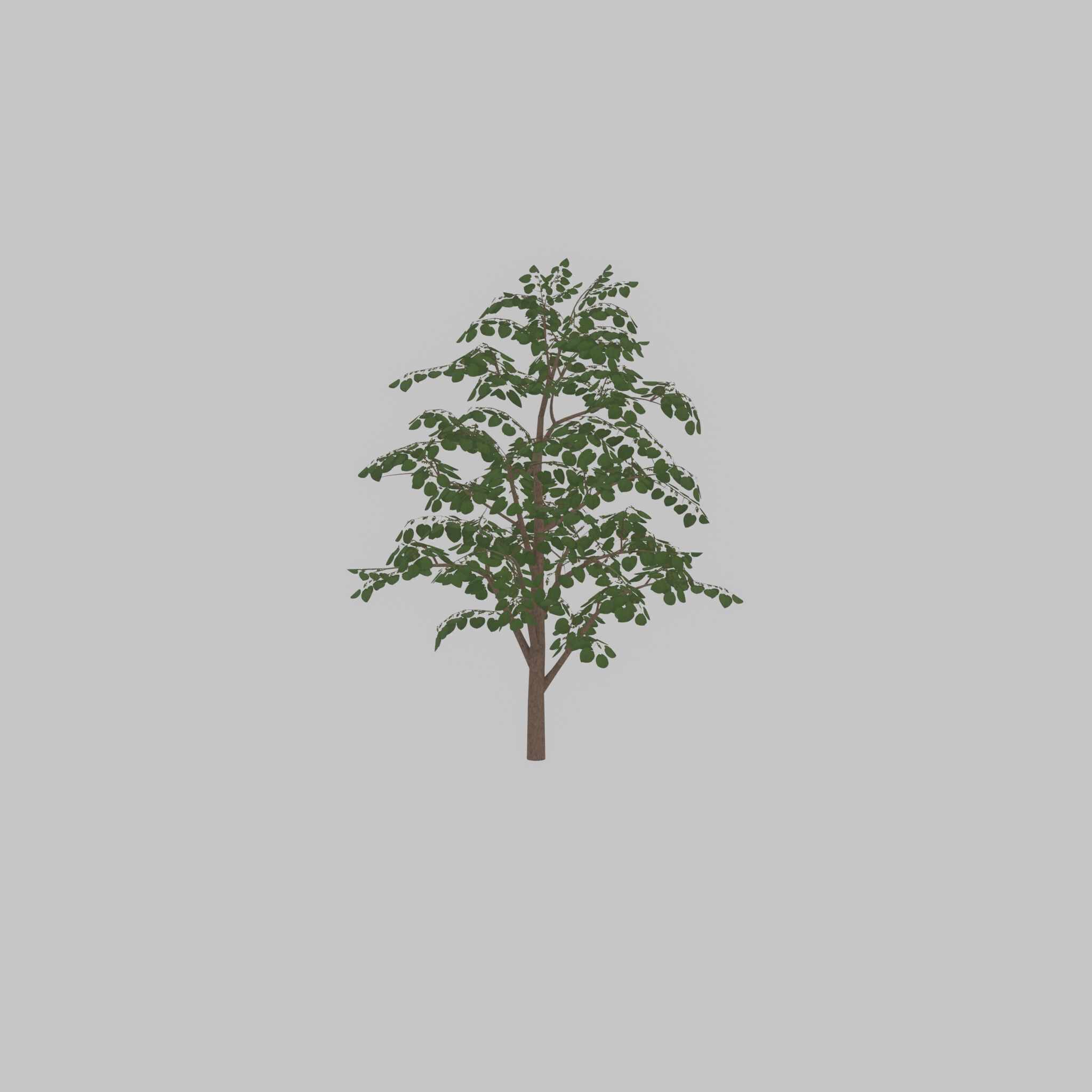 Empress tree summer LOD3 12000mm Low-poly 3D model_37