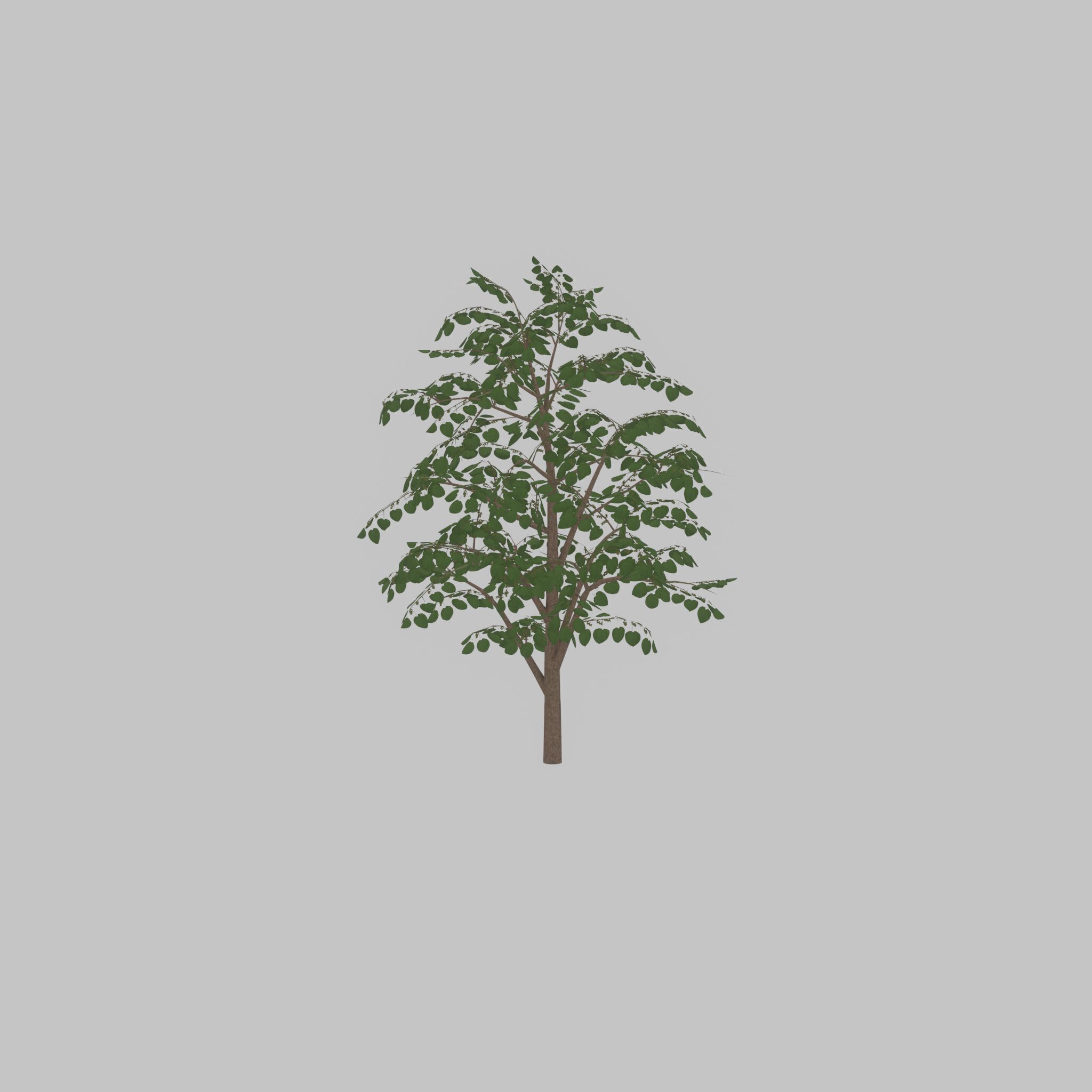 Empress tree summer LOD3 12000mm Low-poly 3D model_23