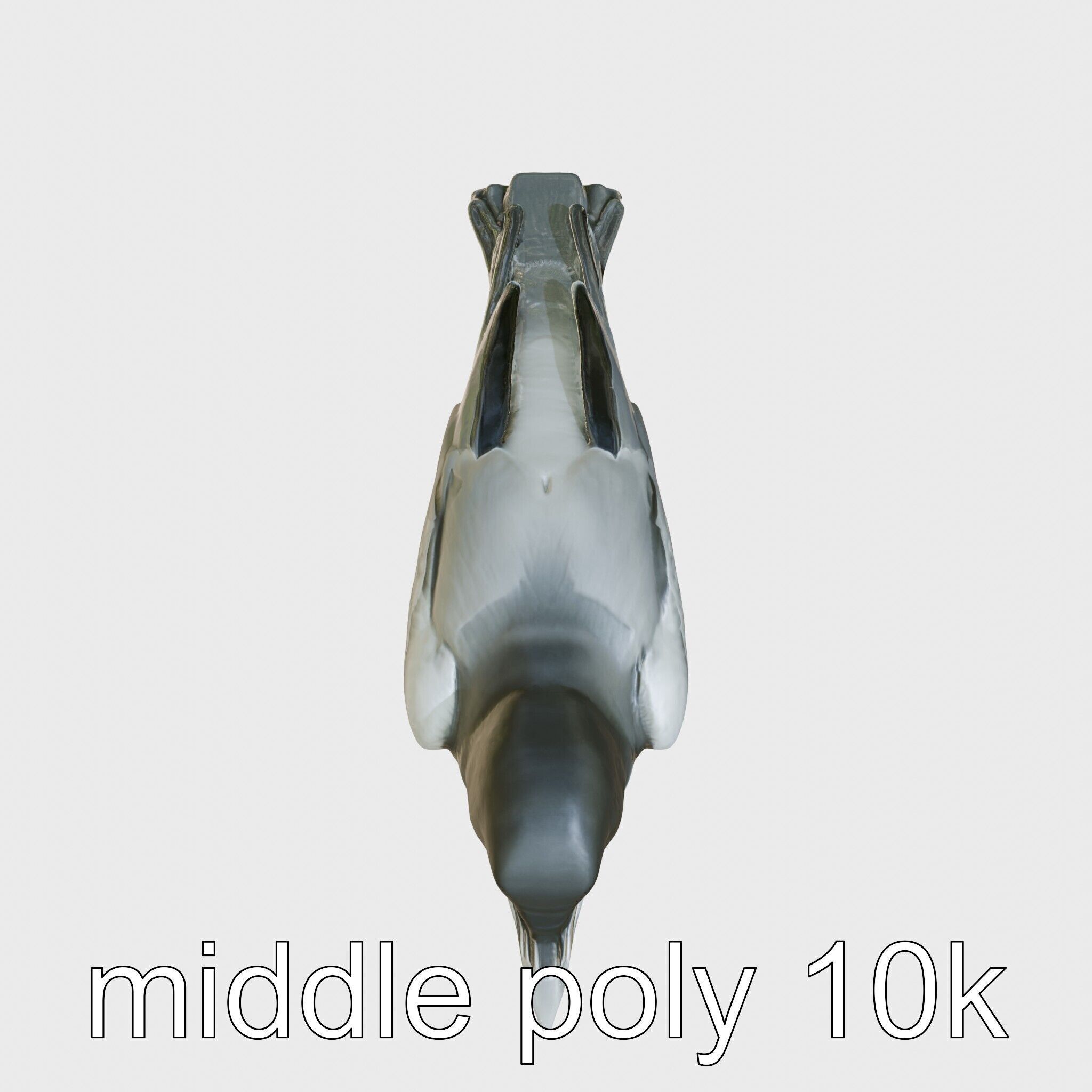 White-necked Raven 3D Model with Cliff-dwelling Features Low-poly 3D model_22