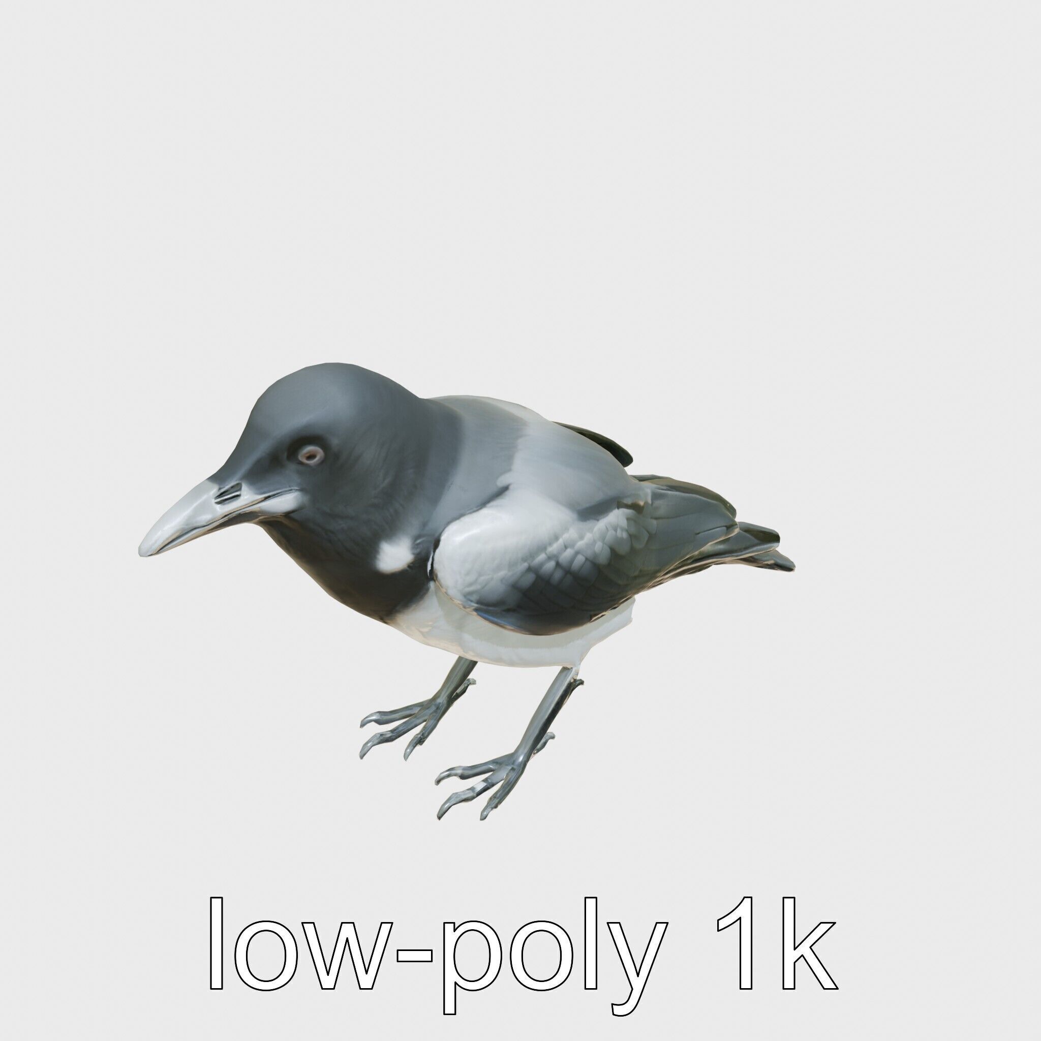 White-necked Raven 3D Model with Cliff-dwelling Features Low-poly 3D model_9