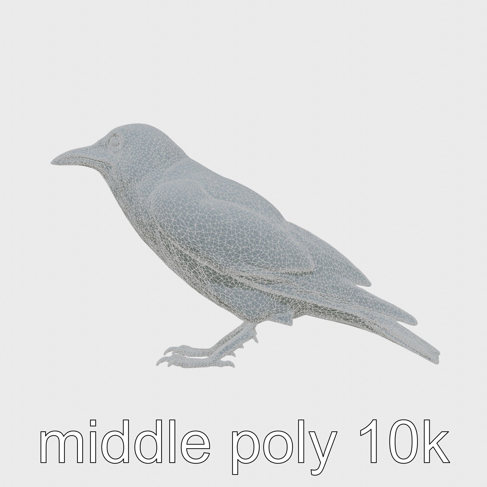 White-necked Raven 3D Model with Cliff-dwelling Features Low-poly 3D model_25
