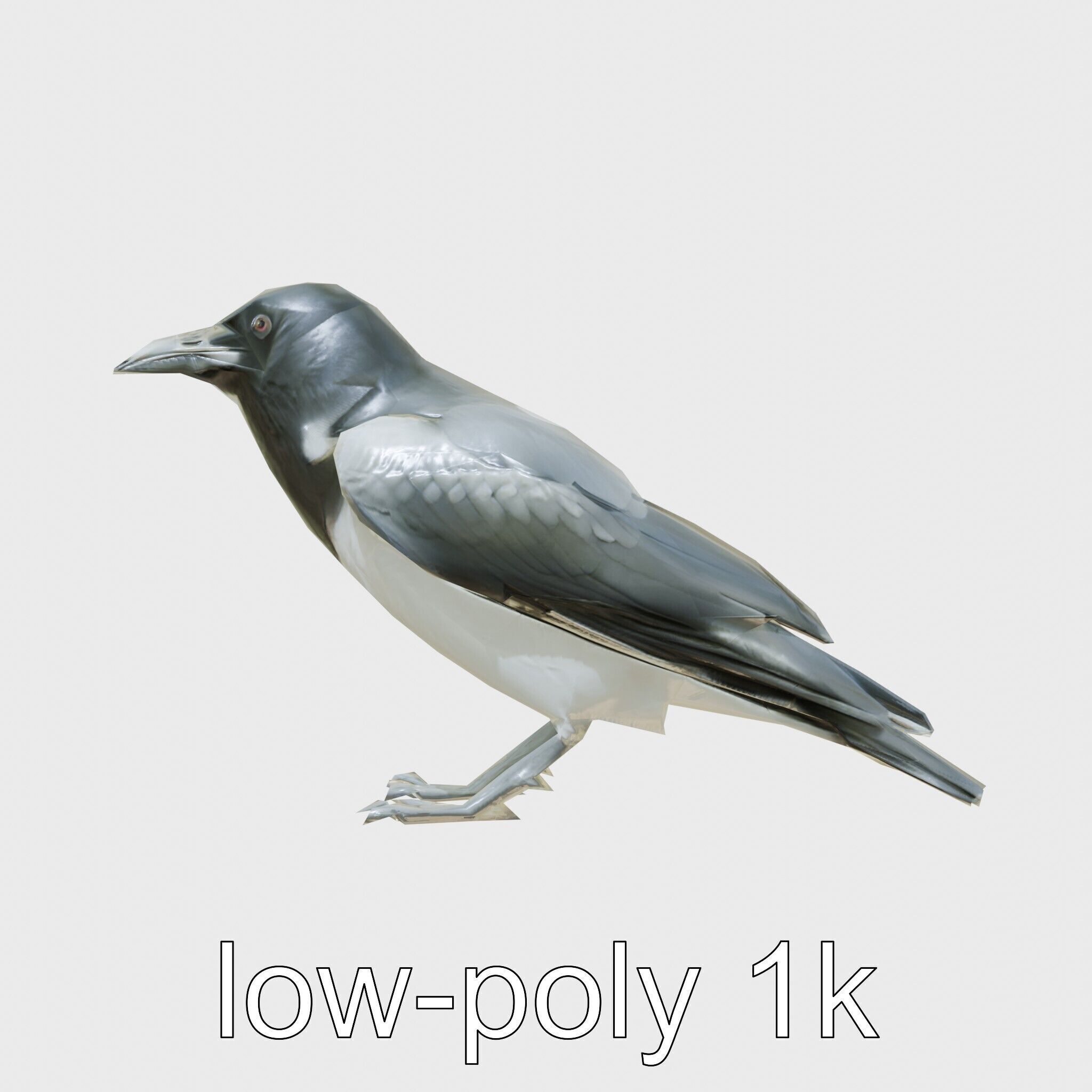 White-necked Raven 3D Model with Cliff-dwelling Features Low-poly 3D model_15
