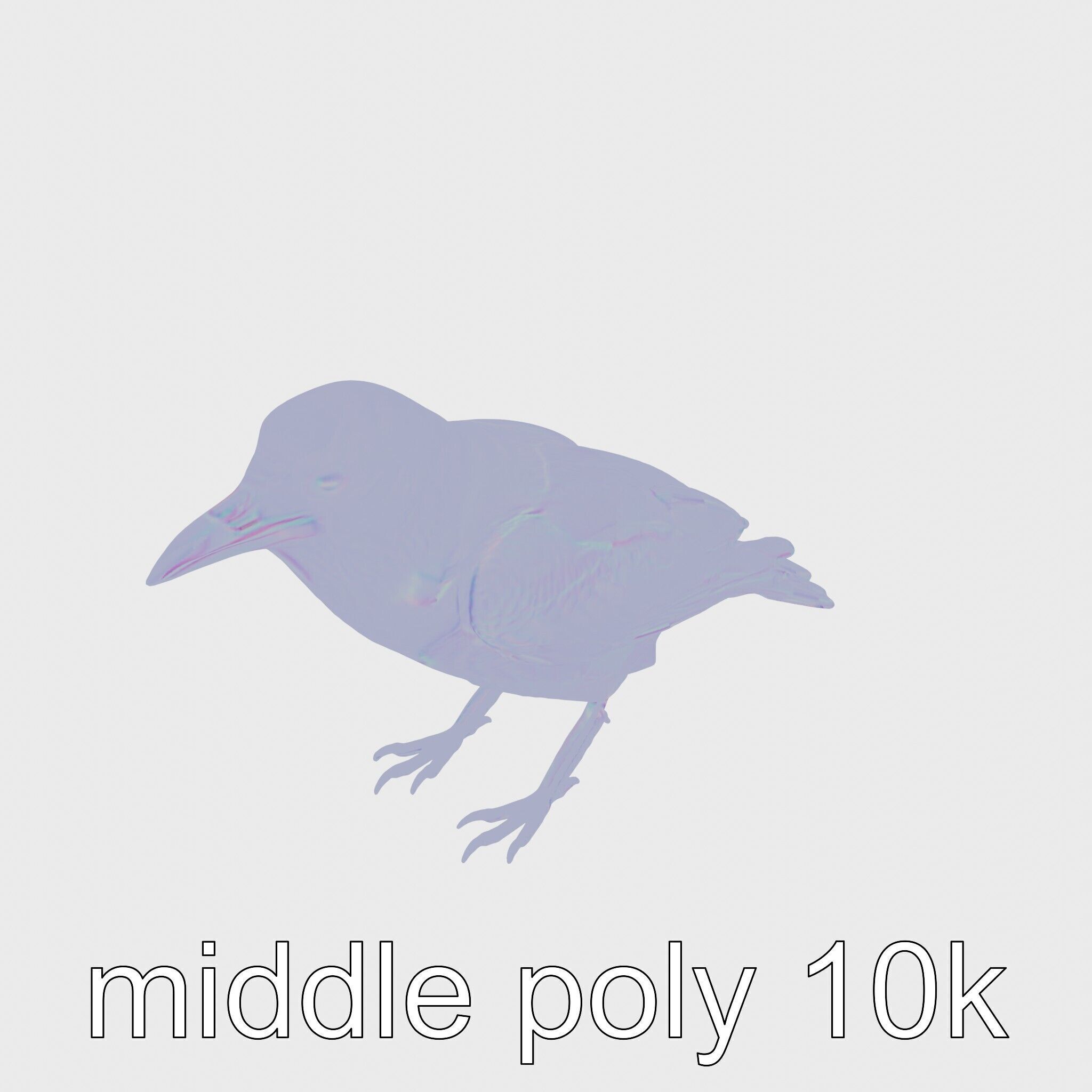 White-necked Raven 3D Model with Cliff-dwelling Features Low-poly 3D model_29