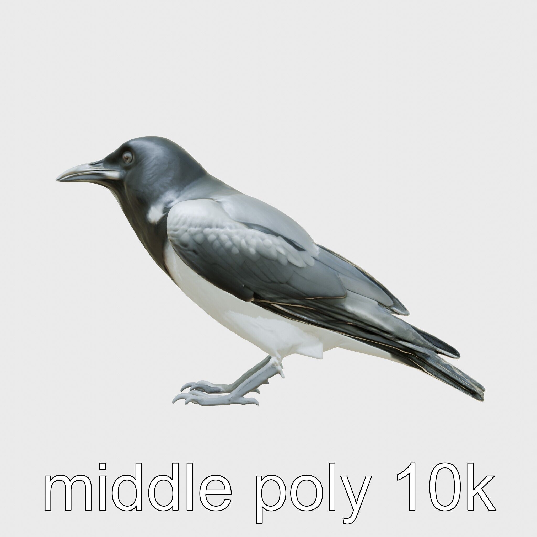White-necked Raven 3D Model with Cliff-dwelling Features Low-poly 3D model_17