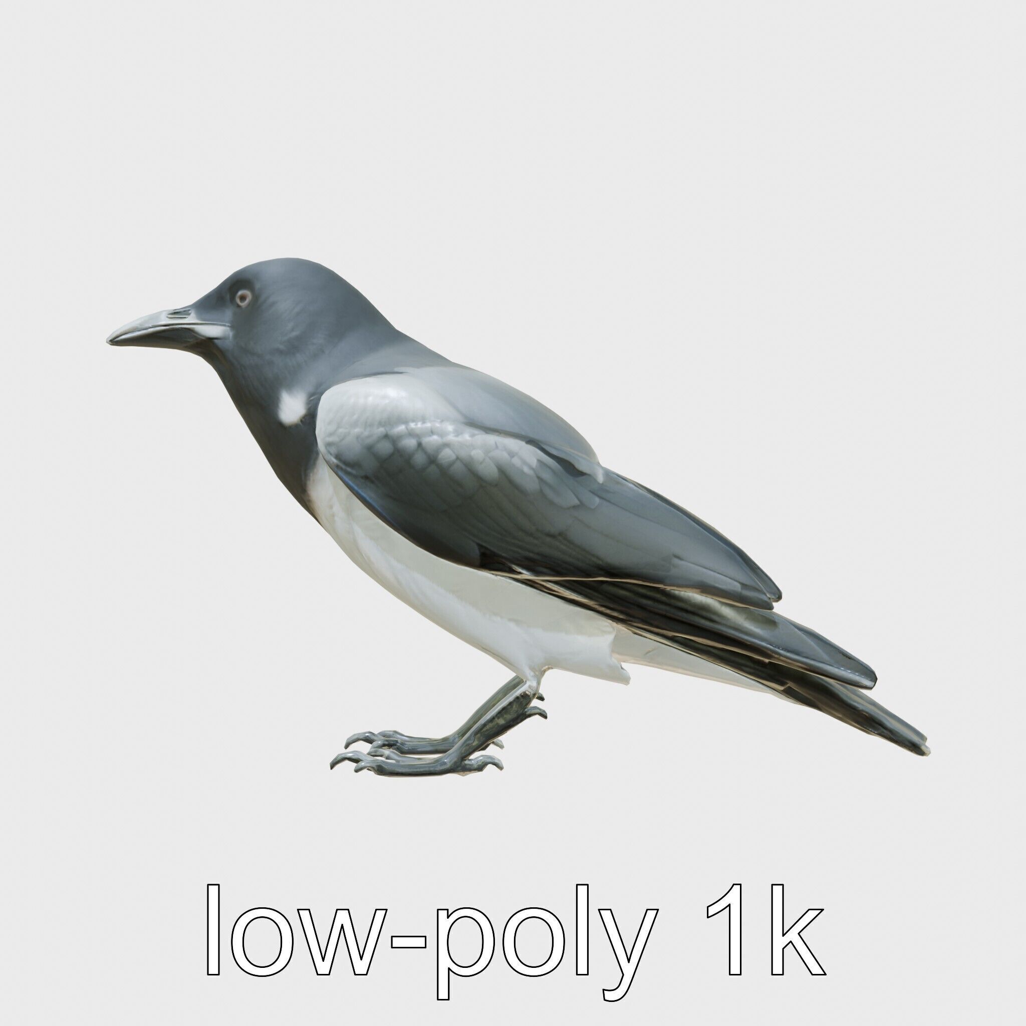 White-necked Raven 3D Model with Cliff-dwelling Features Low-poly 3D model_24
