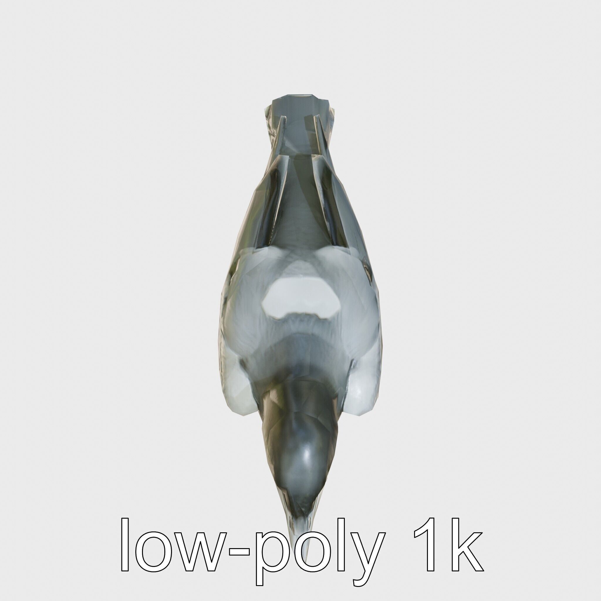 White-necked Raven 3D Model with Cliff-dwelling Features Low-poly 3D model_14