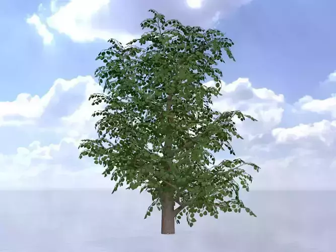 Empress tree summer LOD3 21000mm