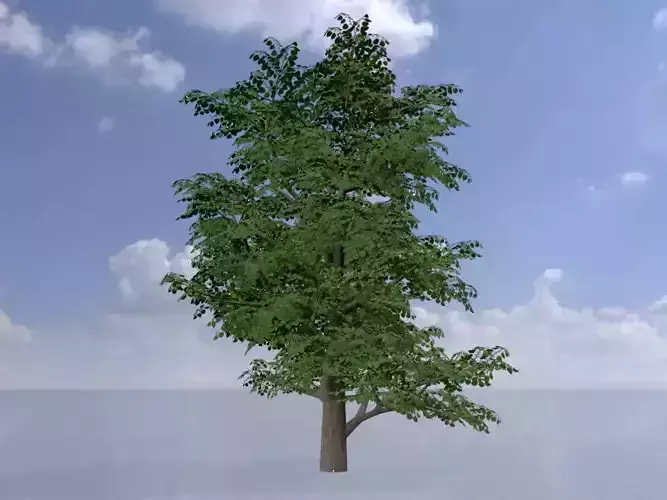 Empress tree summer LOD3 30000mm